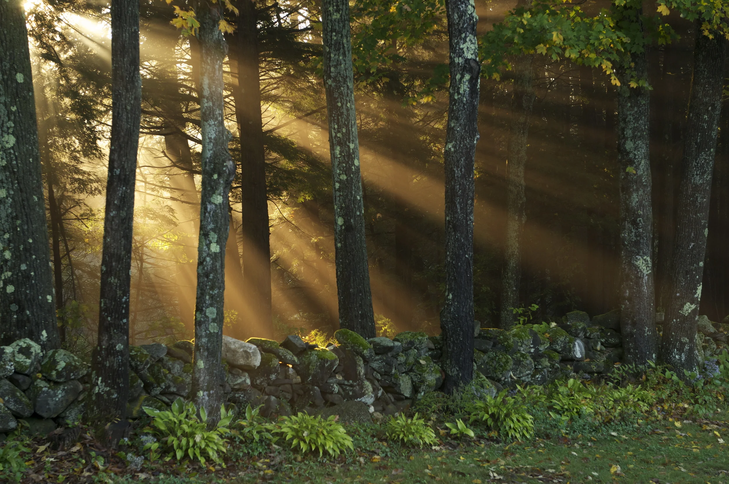 Ray of Light Wise Guide Coaching.jpg