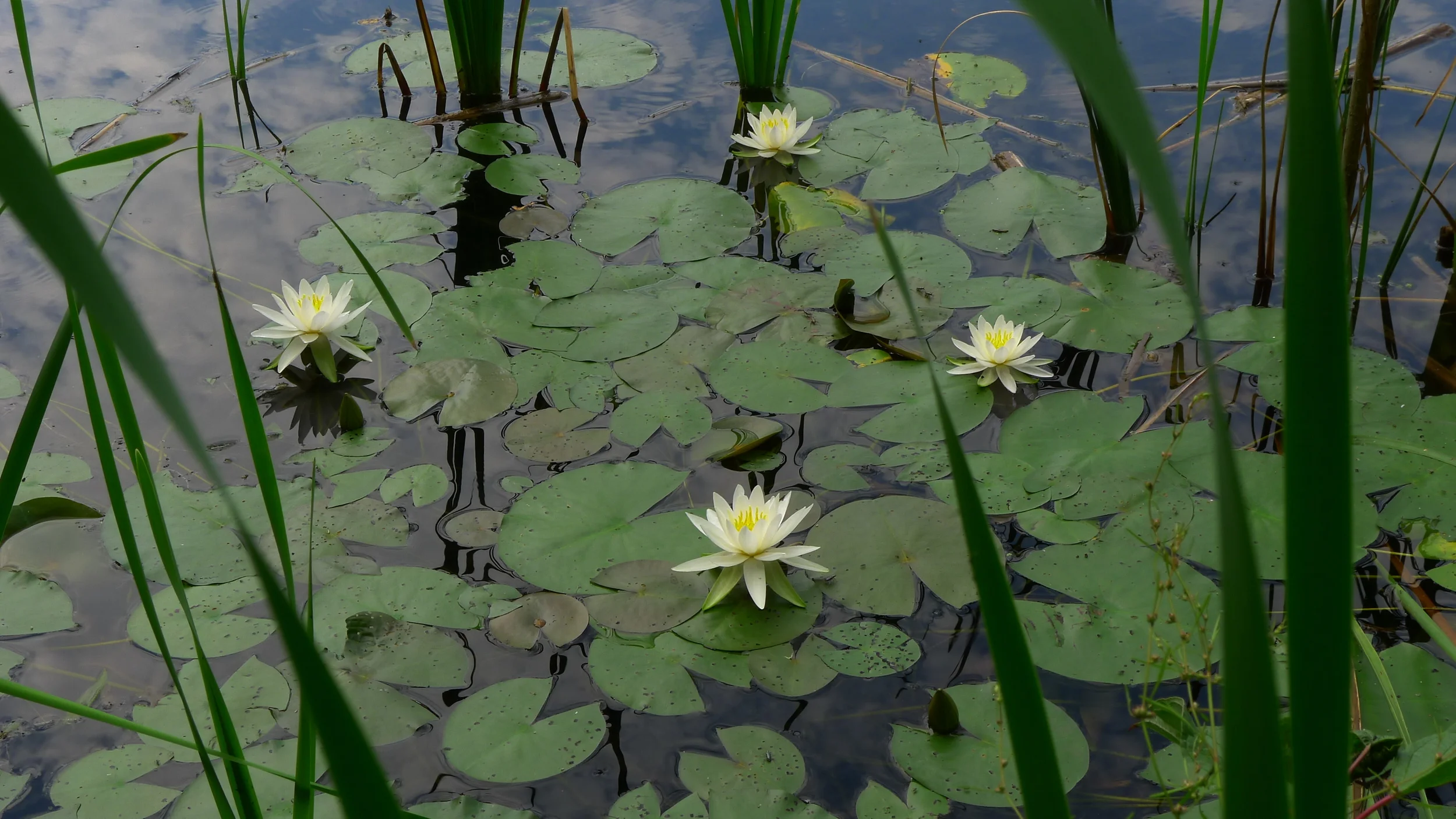 Seek Sources of Inner Peace Wise Guide Coaching.JPG