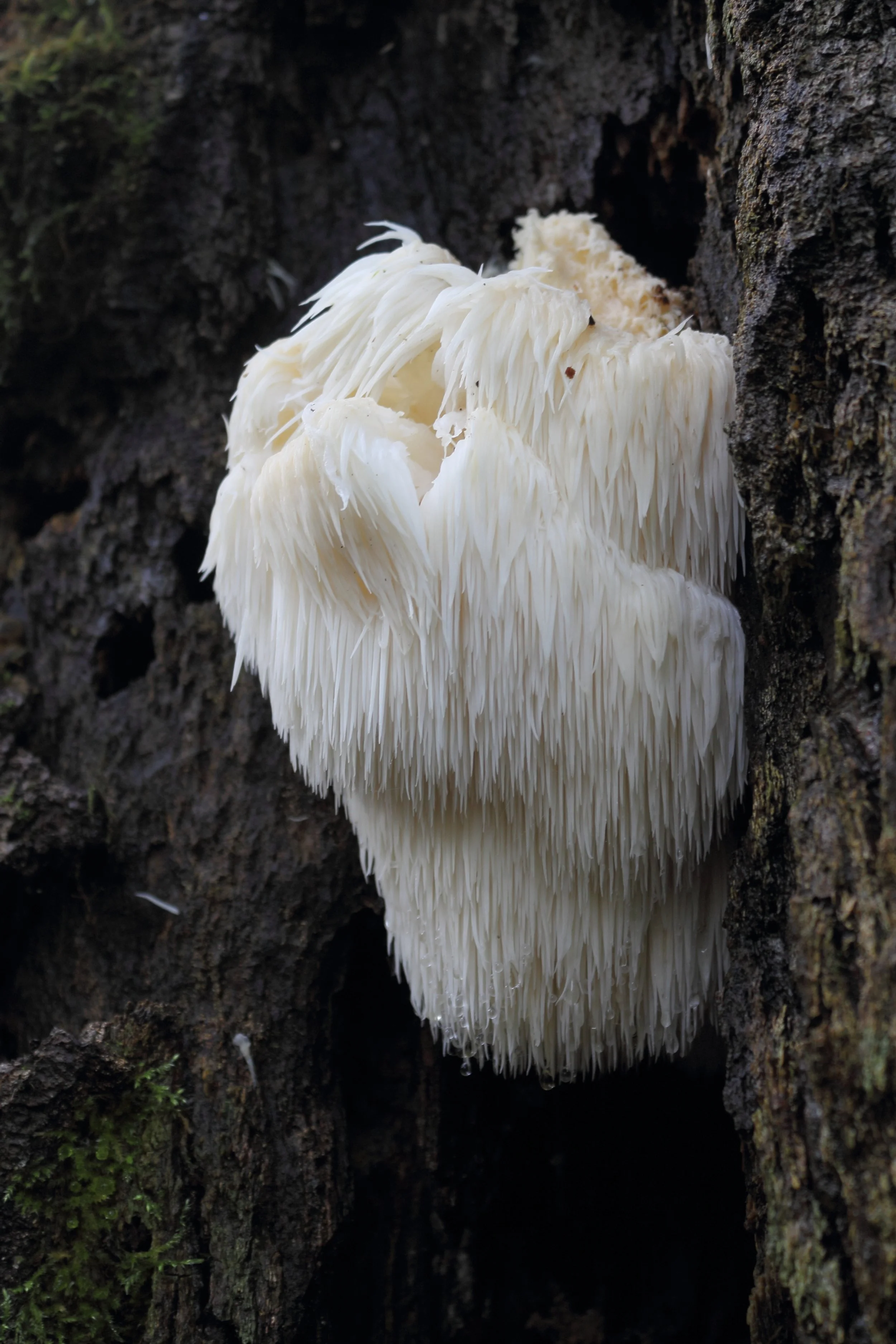 Hericium_erinaceus_in_Sochi.jpg