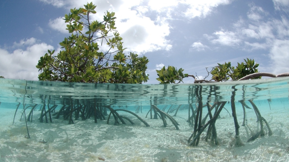 We’re in the process of learning more about the complex ecosystem of mangroves and the way in which they root into the bay for the foundation design of this new city. Our hope is to foster mangrove restoration as well as the habitats that have been lost in their decline.