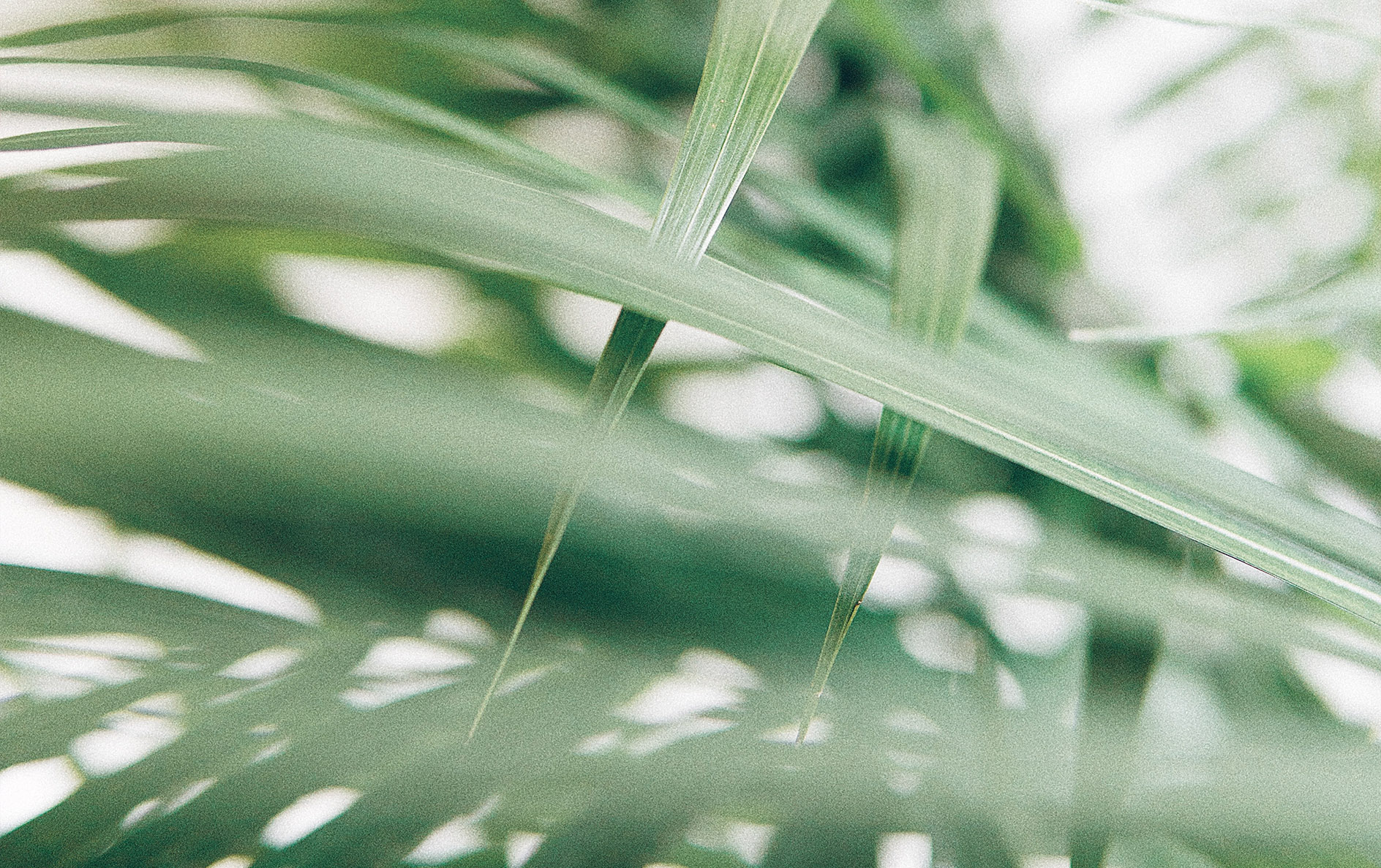 rawpixel-755601-unsplash.jpg