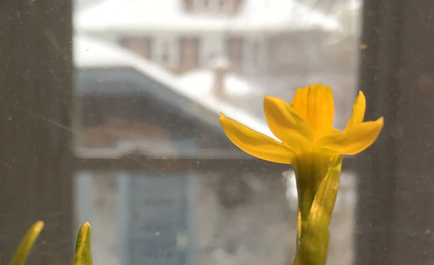 Springtime For Your Soul: An Online Mini-Retreat   By Susan Flansburg  I created online retreats for the Benedictine Sisters. They were one of the most complicated, if satisfying, innovations in my time with the Benedictines.    While th