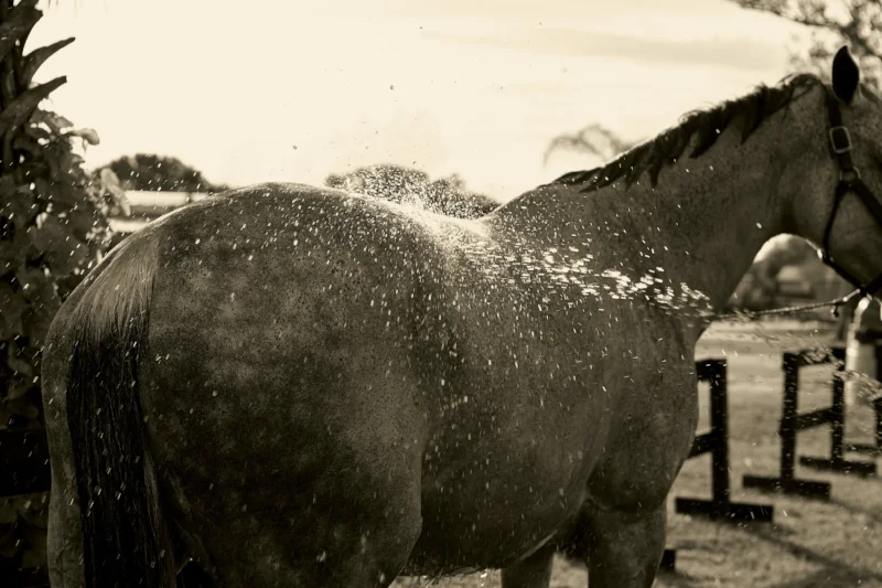 HN_Dover_Ocala_Day1_15_1608_V2 copy.jpg