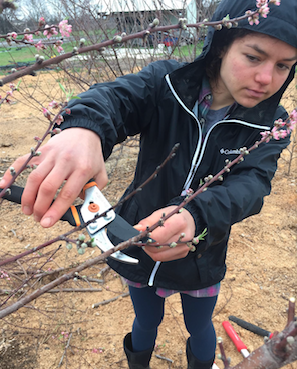 Winter Pruning Demonstration