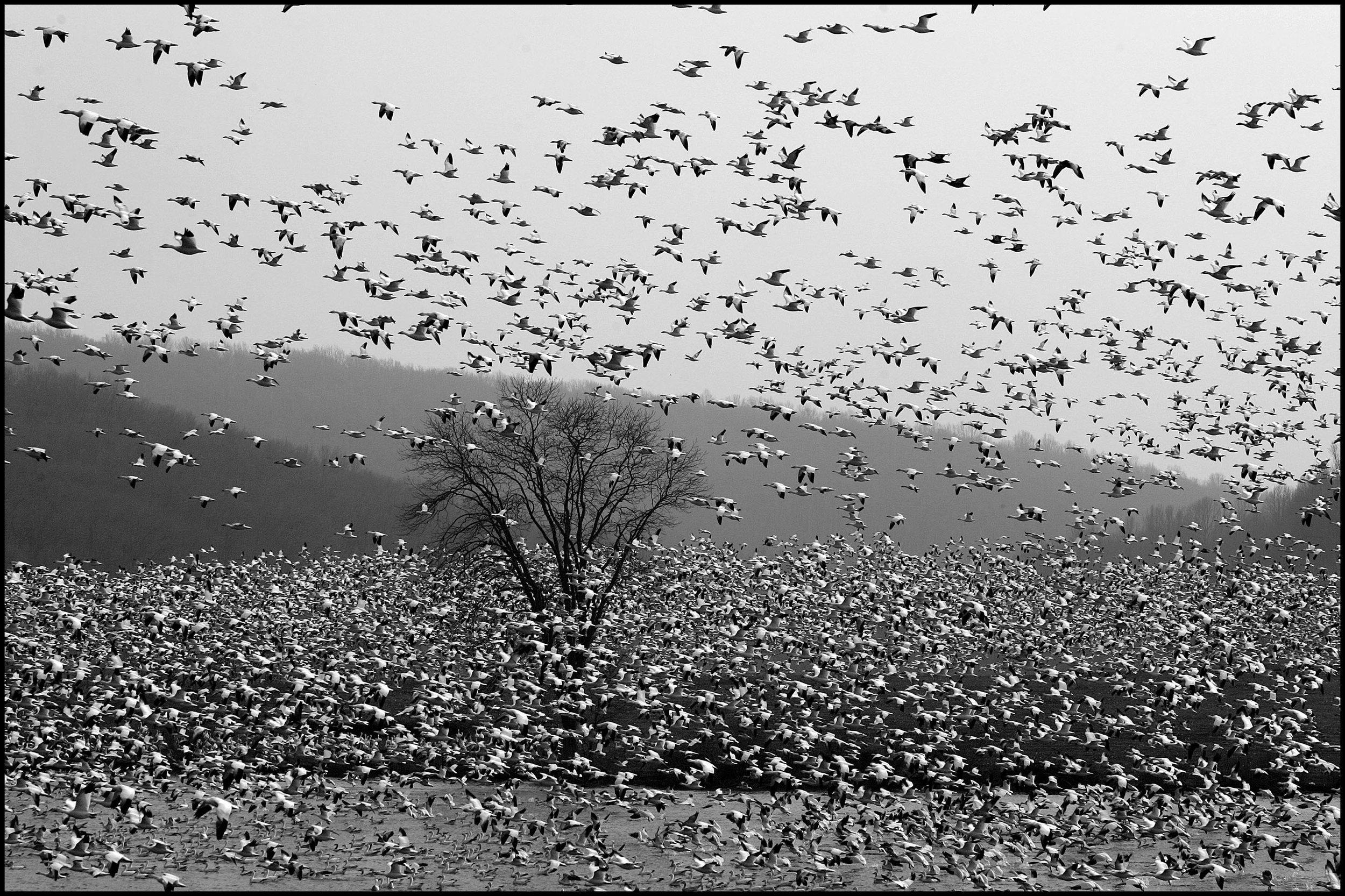 Migrating snow geese - Middle Creek Wildlife Management Area in Kleinfeltersville, PA.