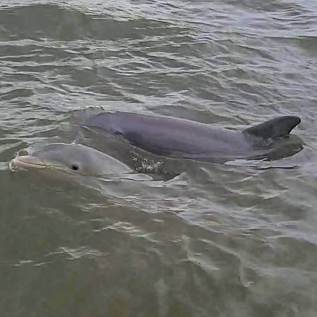 dolphin spying 4.12.19.jpg