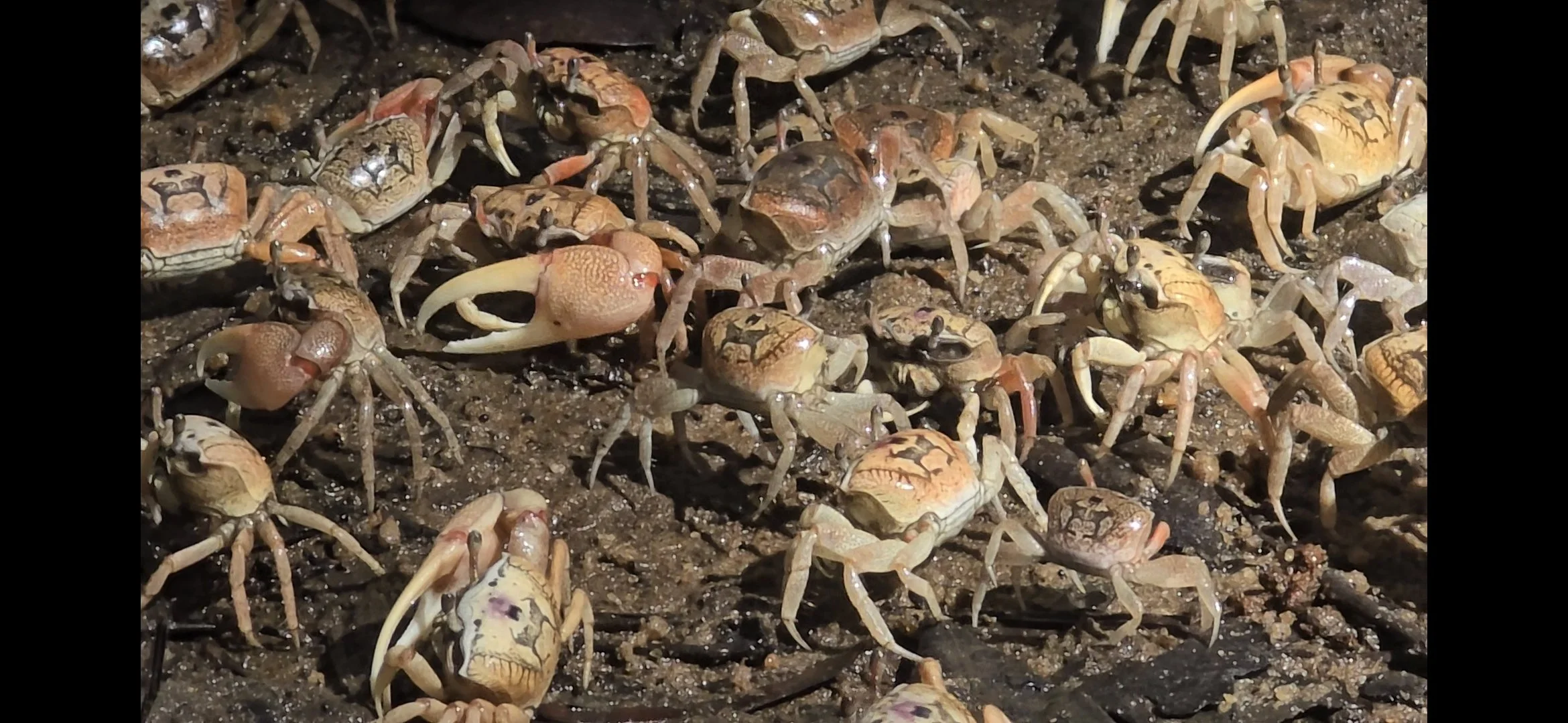 2026 06 04 Saga Dawa Fiddler Crab.jpg