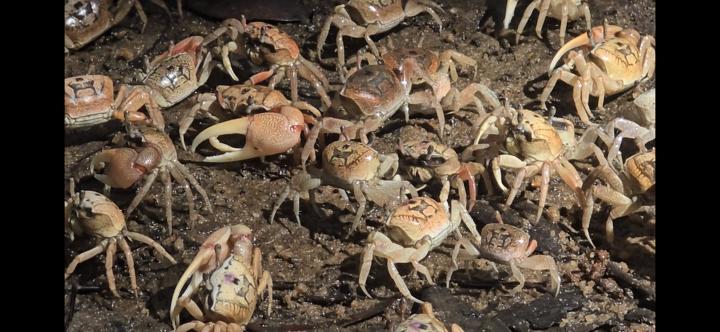 2026 06 04 Saga Dawa Fiddler Crab.jpg
