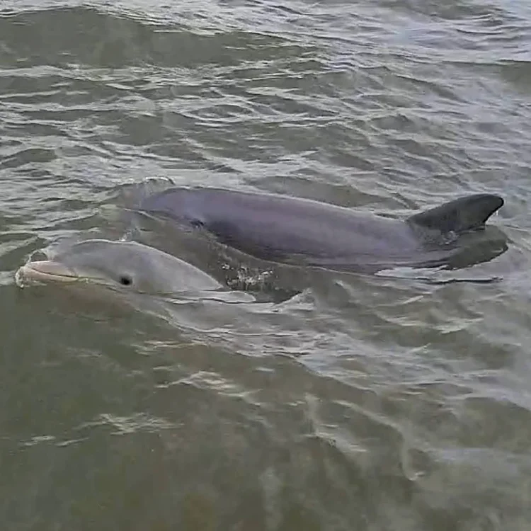 ECO dolphin eye spy.webp