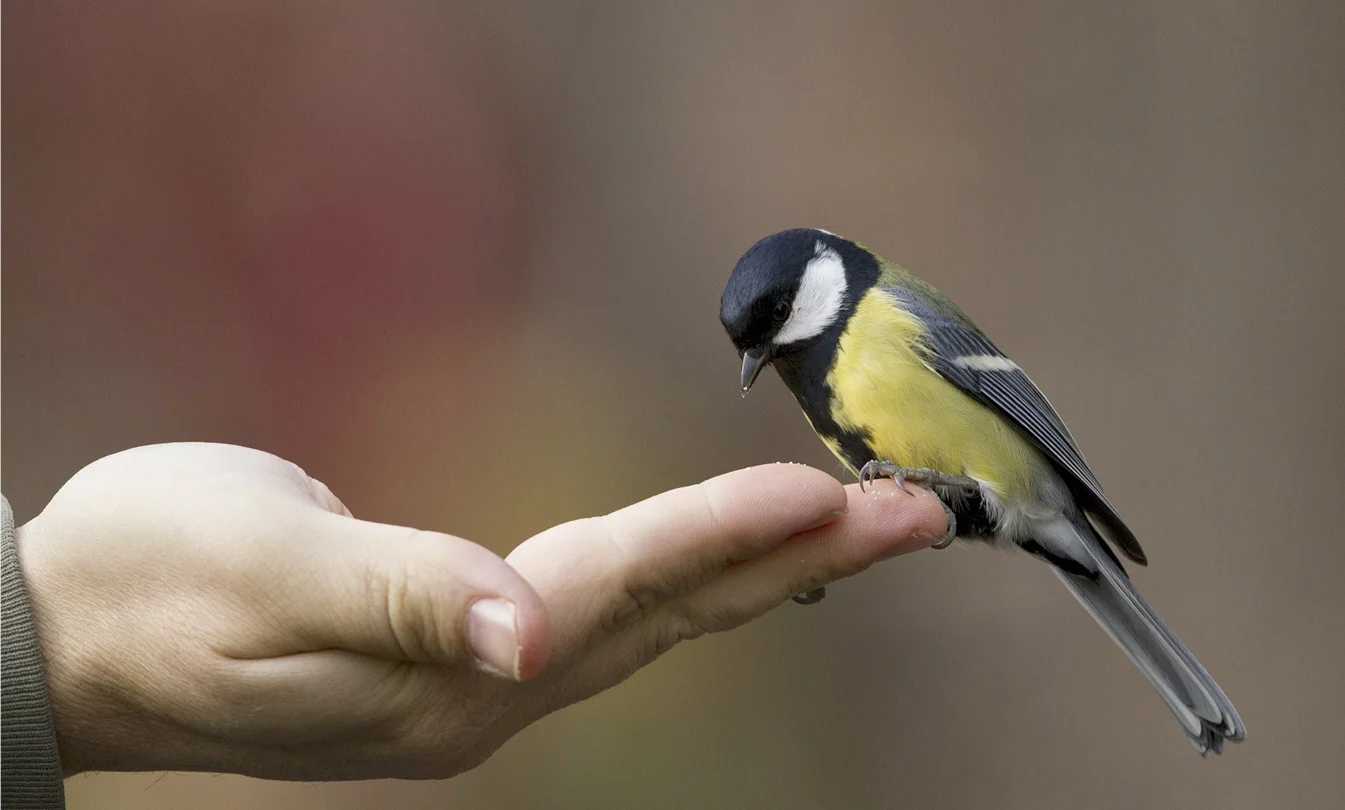 2014 Q1 Commentary: A Bird in the Hand is Worth...