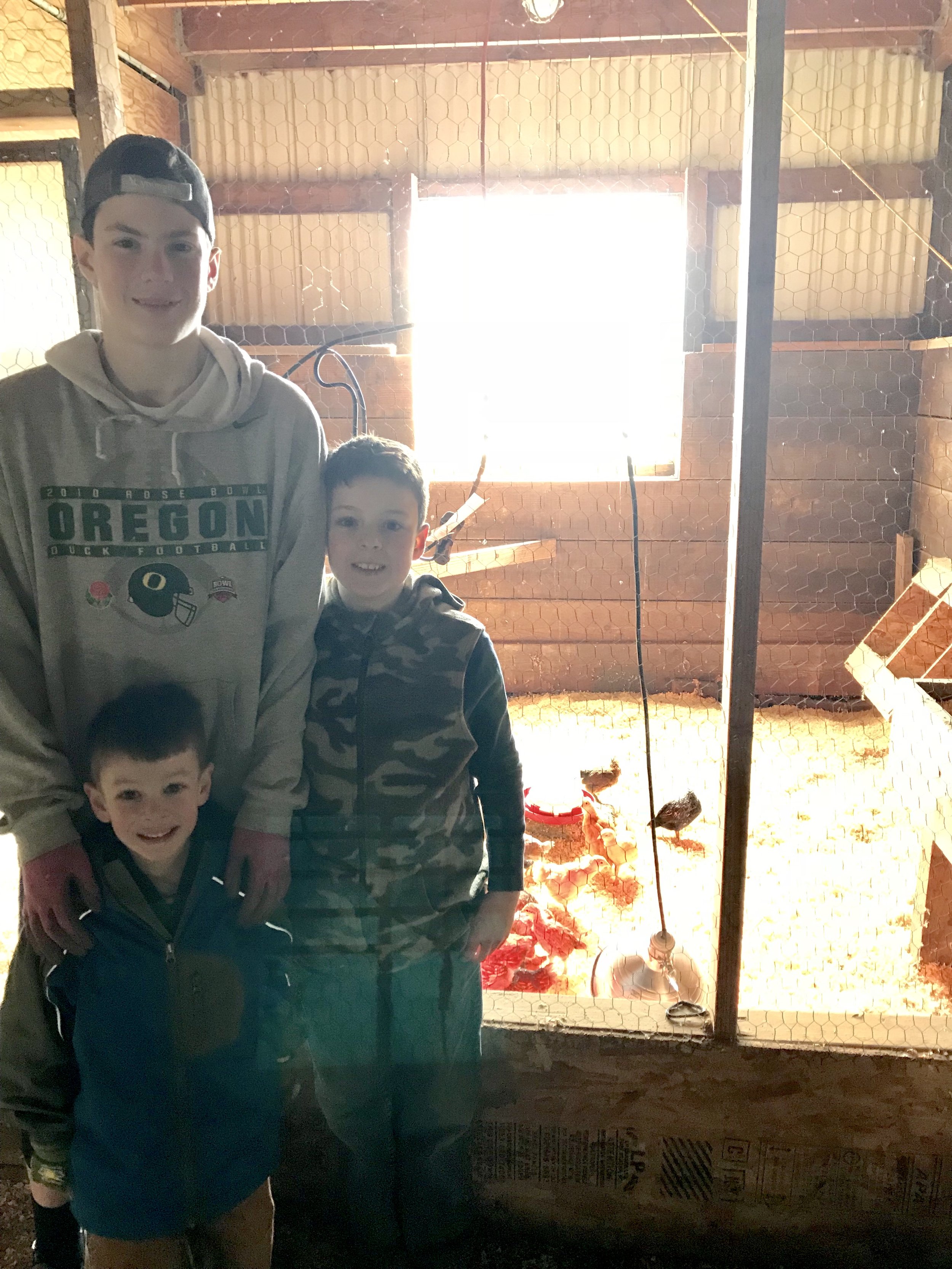  Oliver, Nicholas &amp; Joseph overseeing their chicks. 