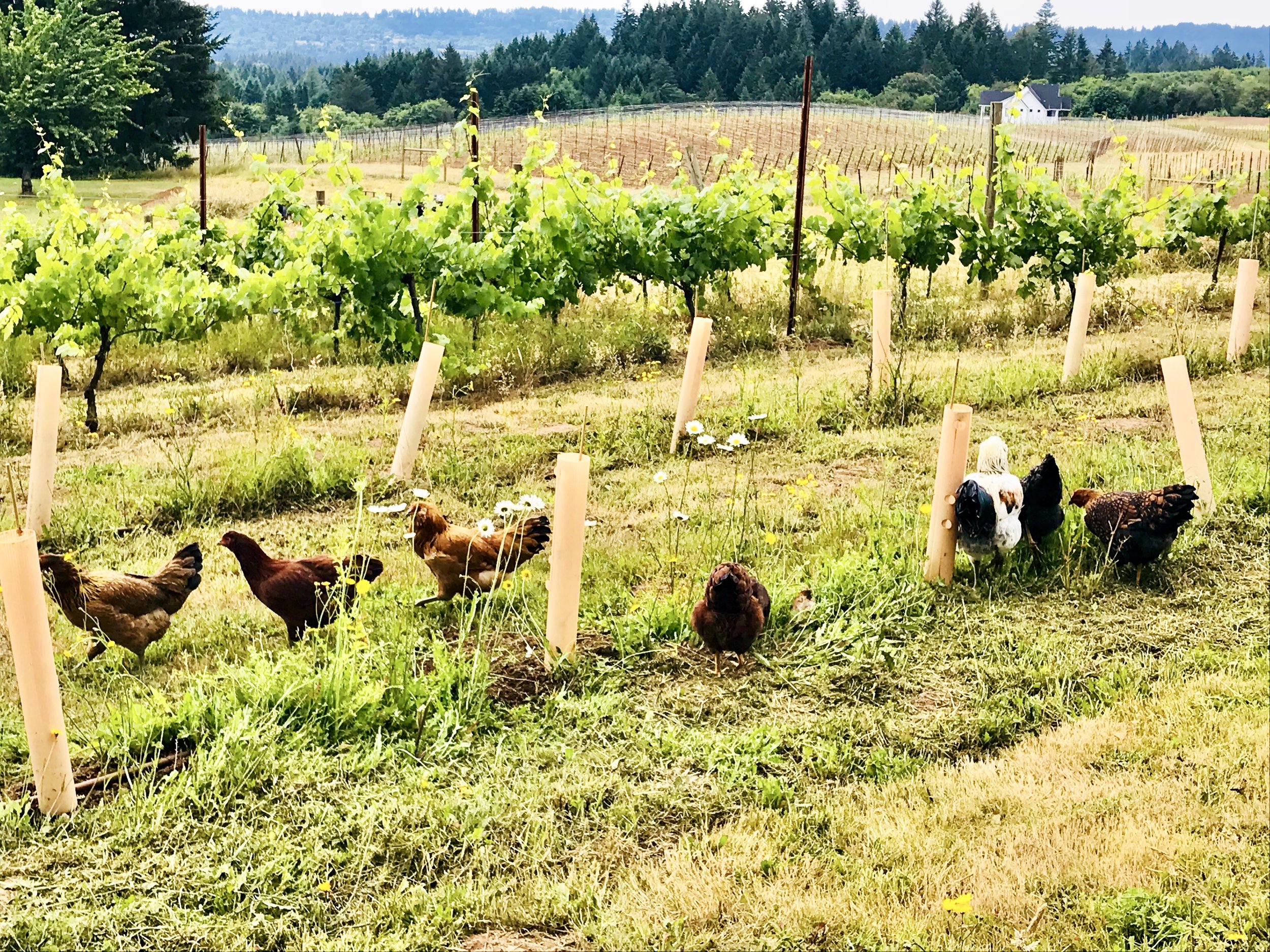  “Free range chickens” out fertilizing the grapes. 