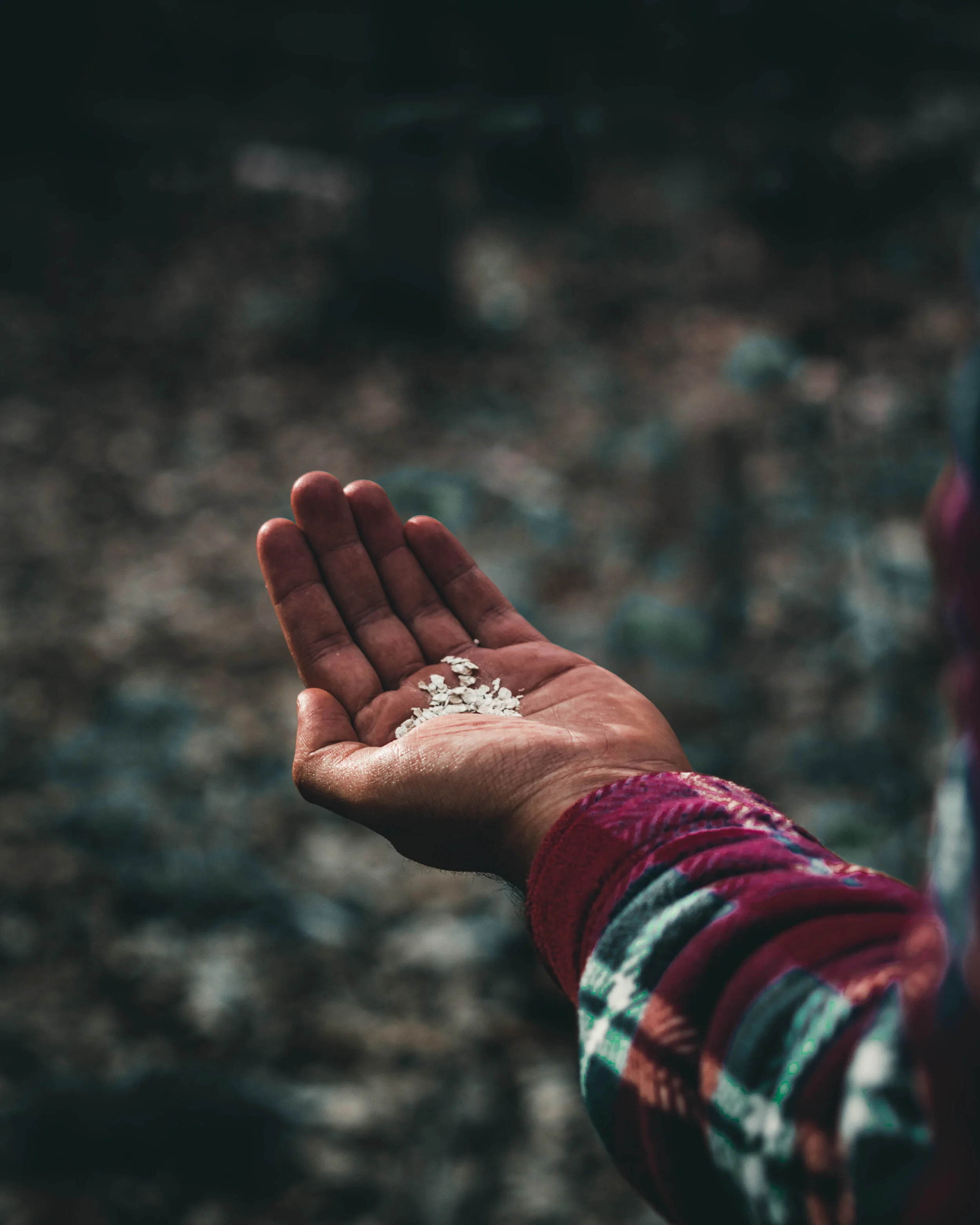 Seeds As Provision
