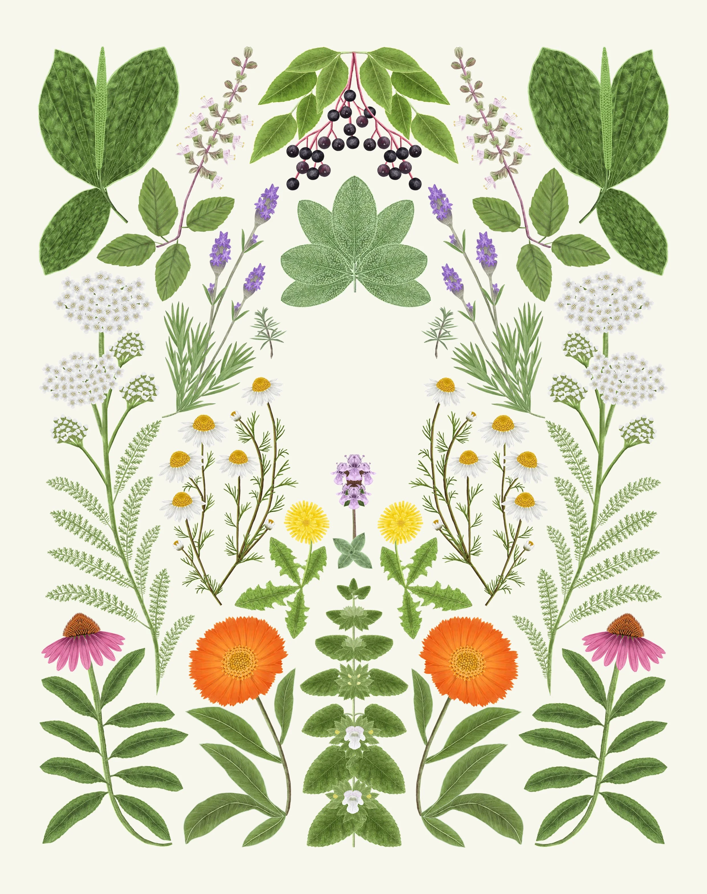 medicinal plants book cover mock up website image.jpg