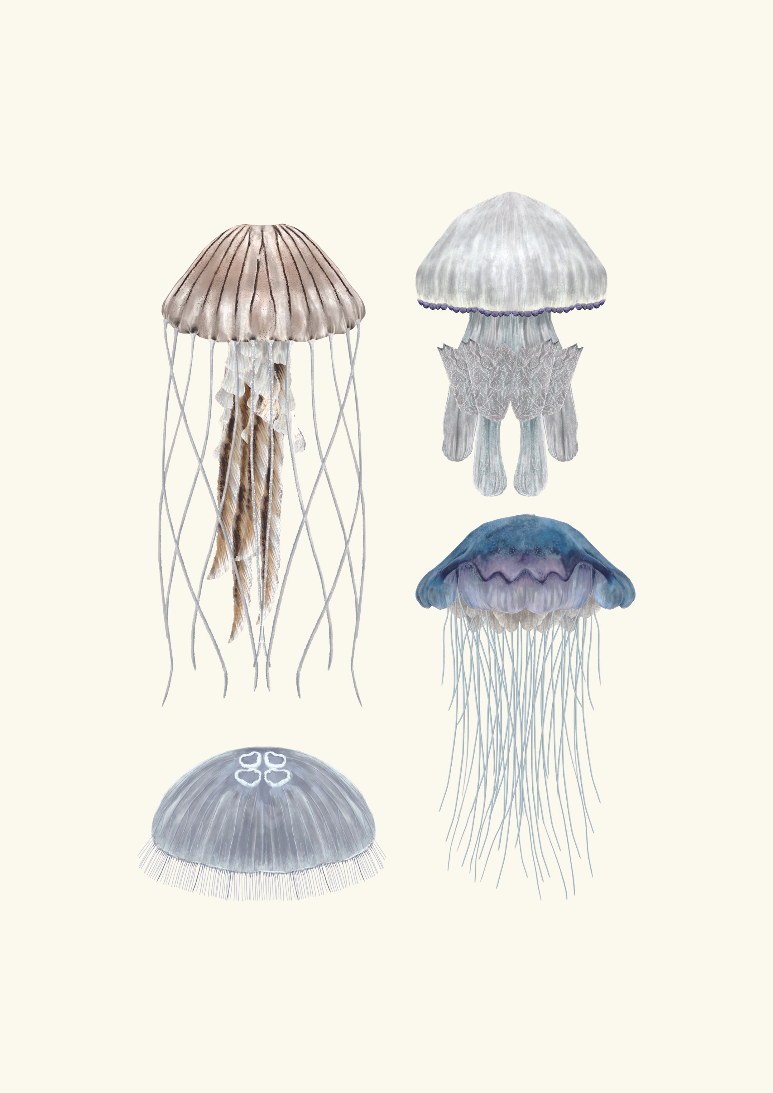 rhian_davie_ramsey_island_jellyfish_study_2023.jpg