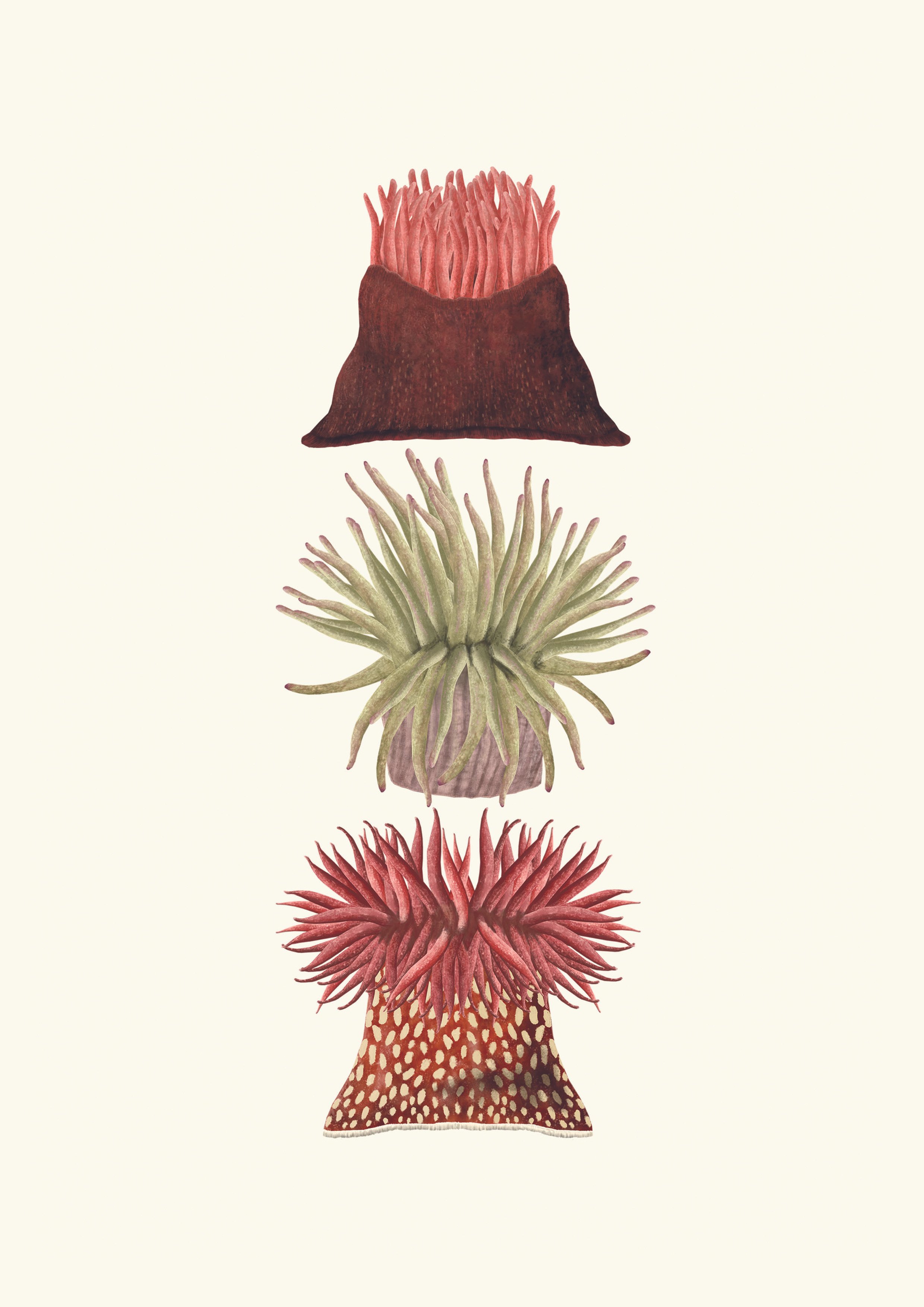 rhian_davie_ramsey_island_anemone_study_2023.jpg