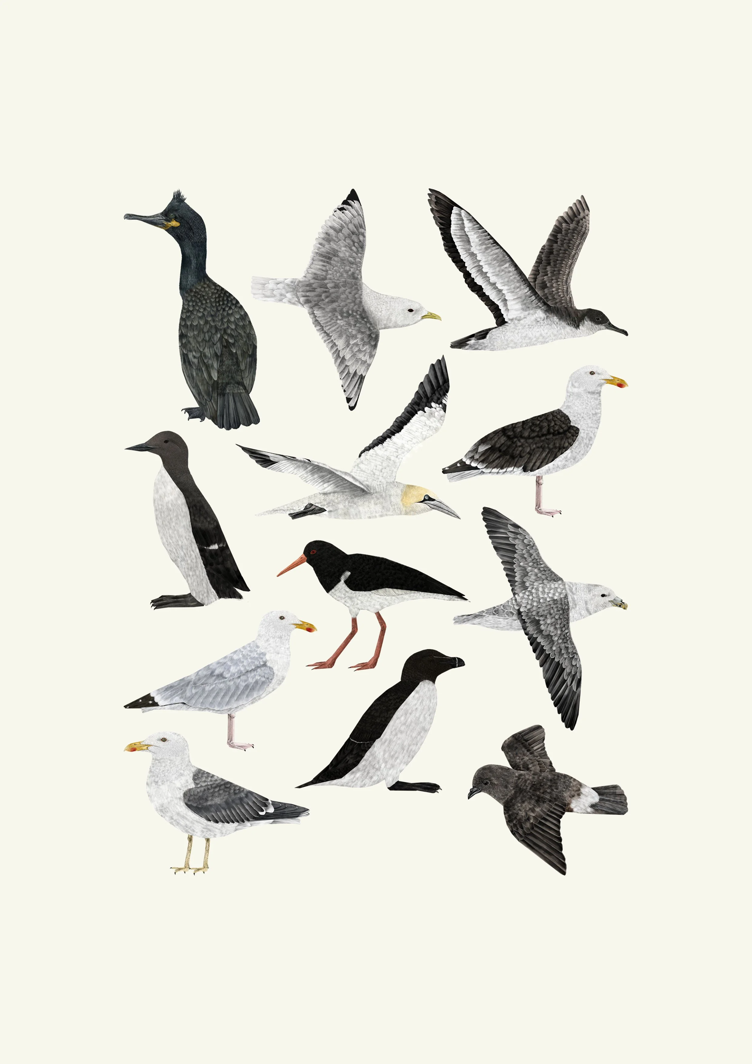 ramsey island sea birds insta.jpg