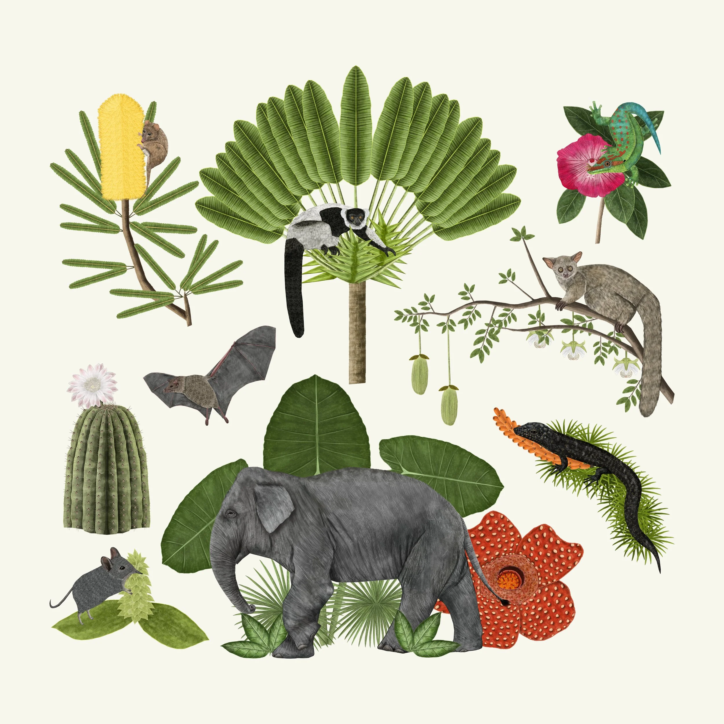 illustration 2 Elephophily mammal pollinators.jpg