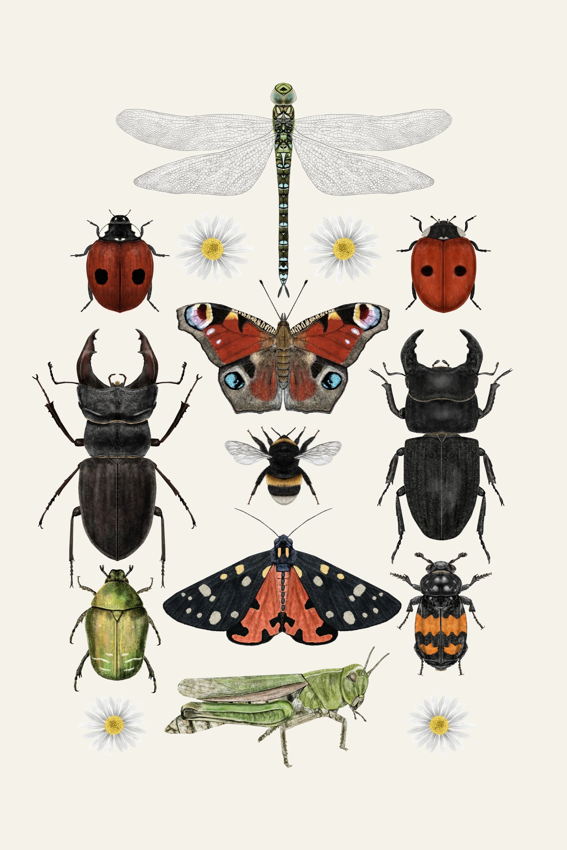 Rhian+Davie+British+Insects.jpg