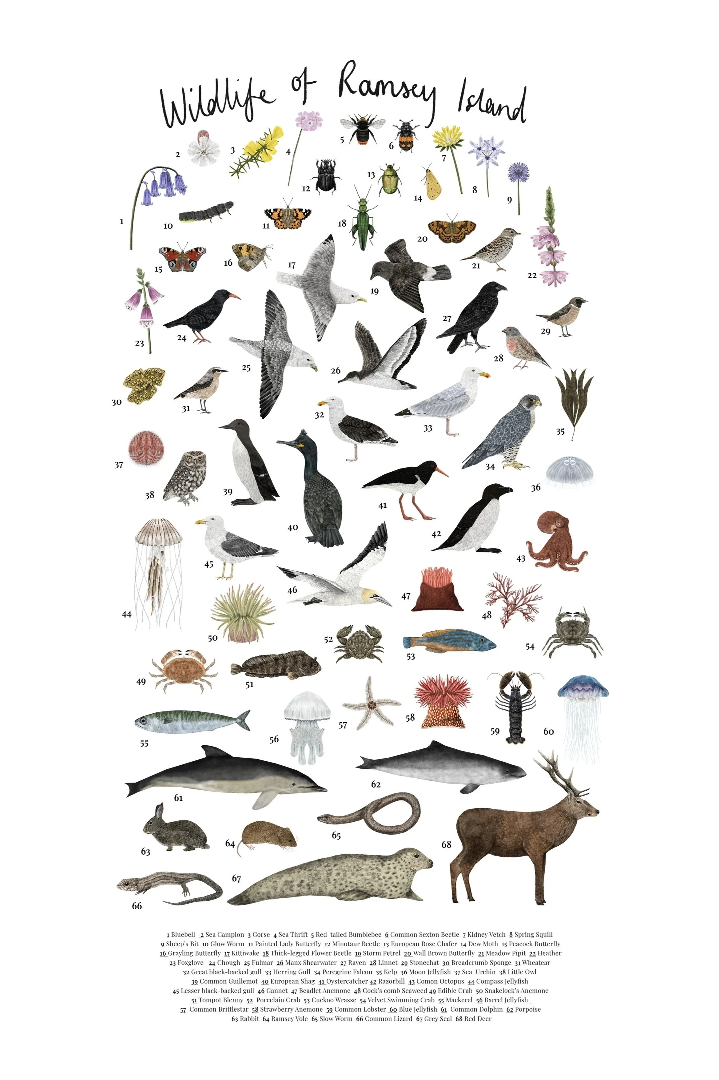 wildlife+of+ramsey+island+a4+final.jpg