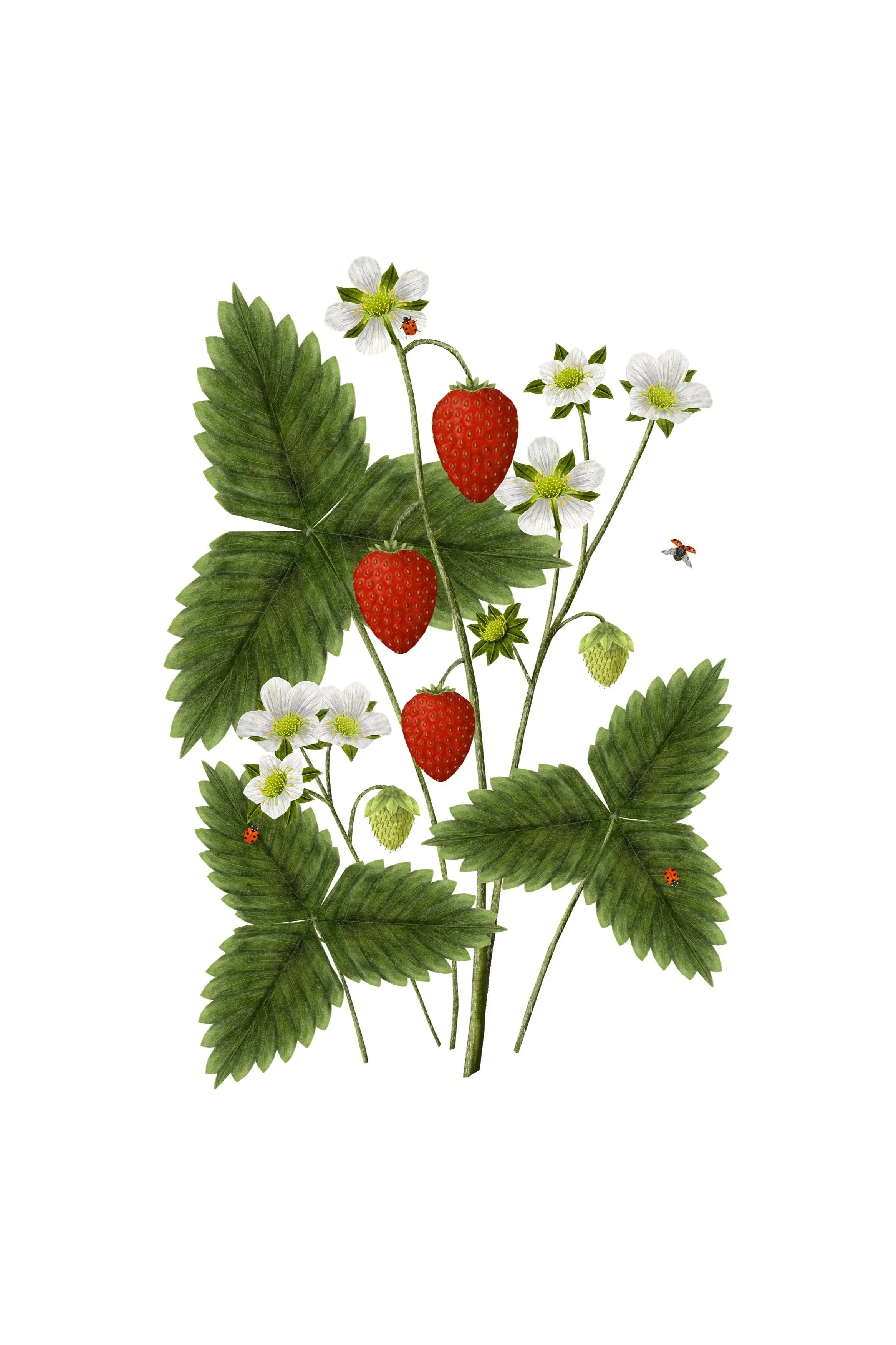 strawberry illustration.jpg