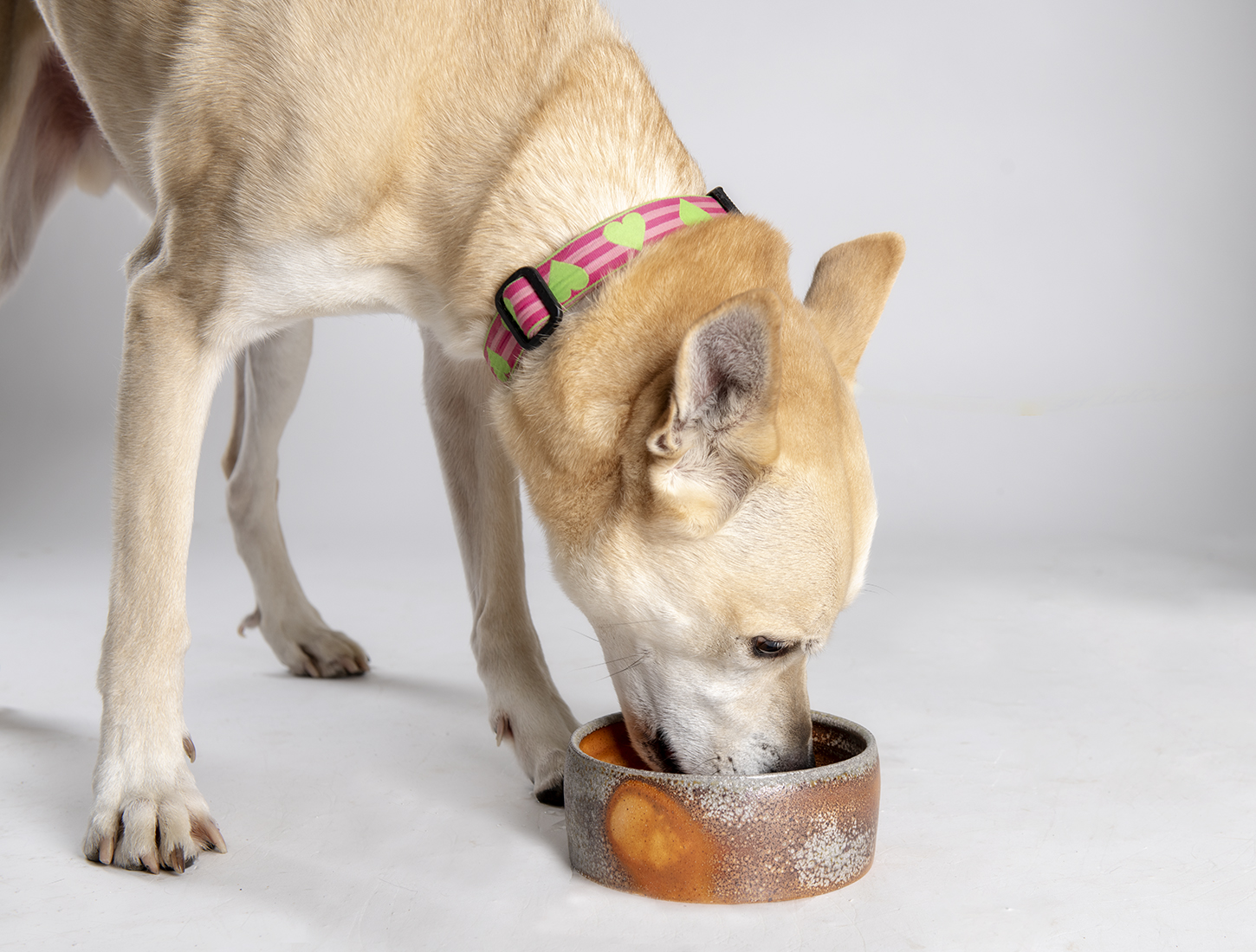 Clay Art Center Pots for Pets Exhibit 2.jpg