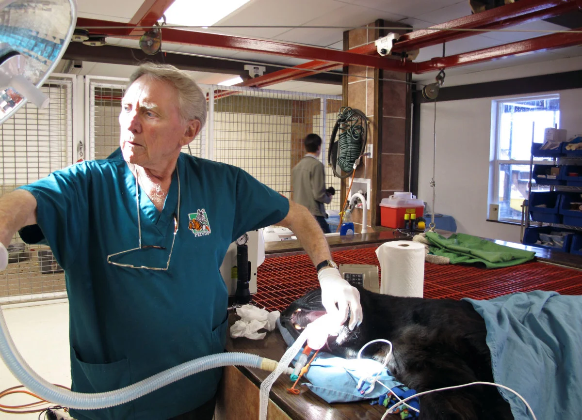THE LION DENTIST