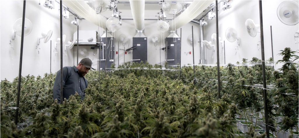 Cannabis is blooming in California’s desert cities