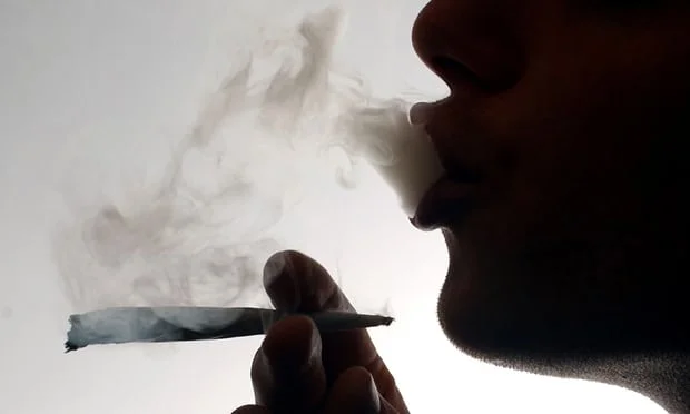 Up in smoke: new California law could send $350m worth of cannabis to incinerator