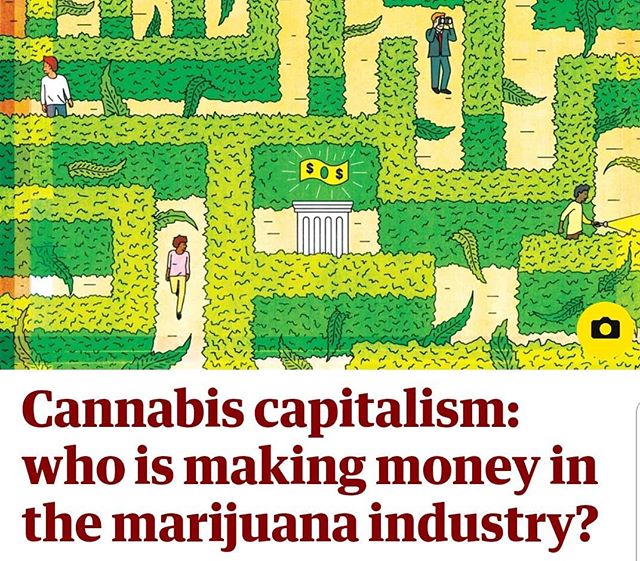 Editor Alex Halperin has a new story in the @guardian on who's getting rich in #cannabis, with appearances from @meadow.sf @acreageholdings @speakerboehner @supernovawomen @magoaksocial @haveaheart @shopmedmen @anneofgreenlaw @brickenhilary @calgrowe