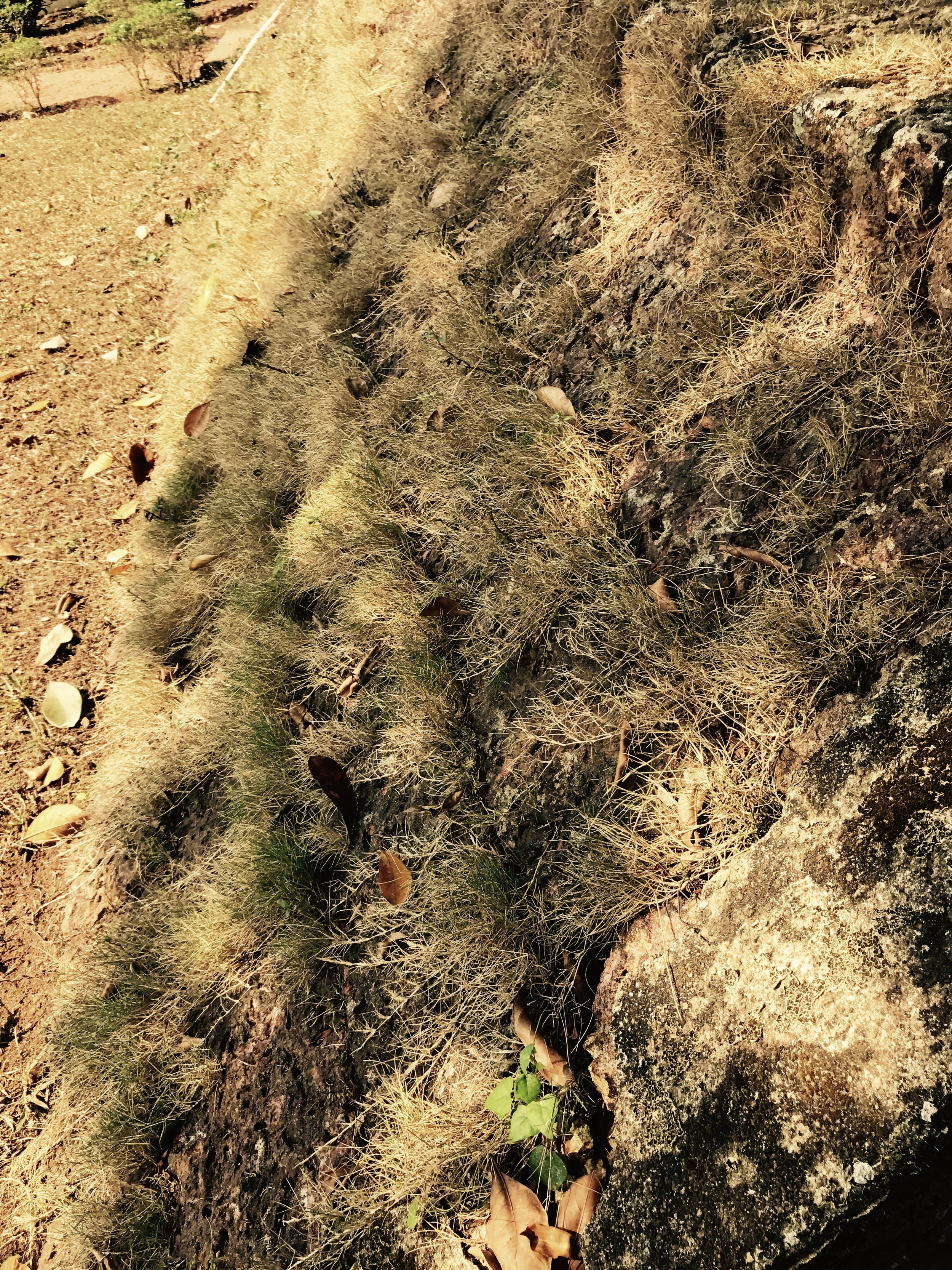 Grass-Covered Inclined Laterite Embankment