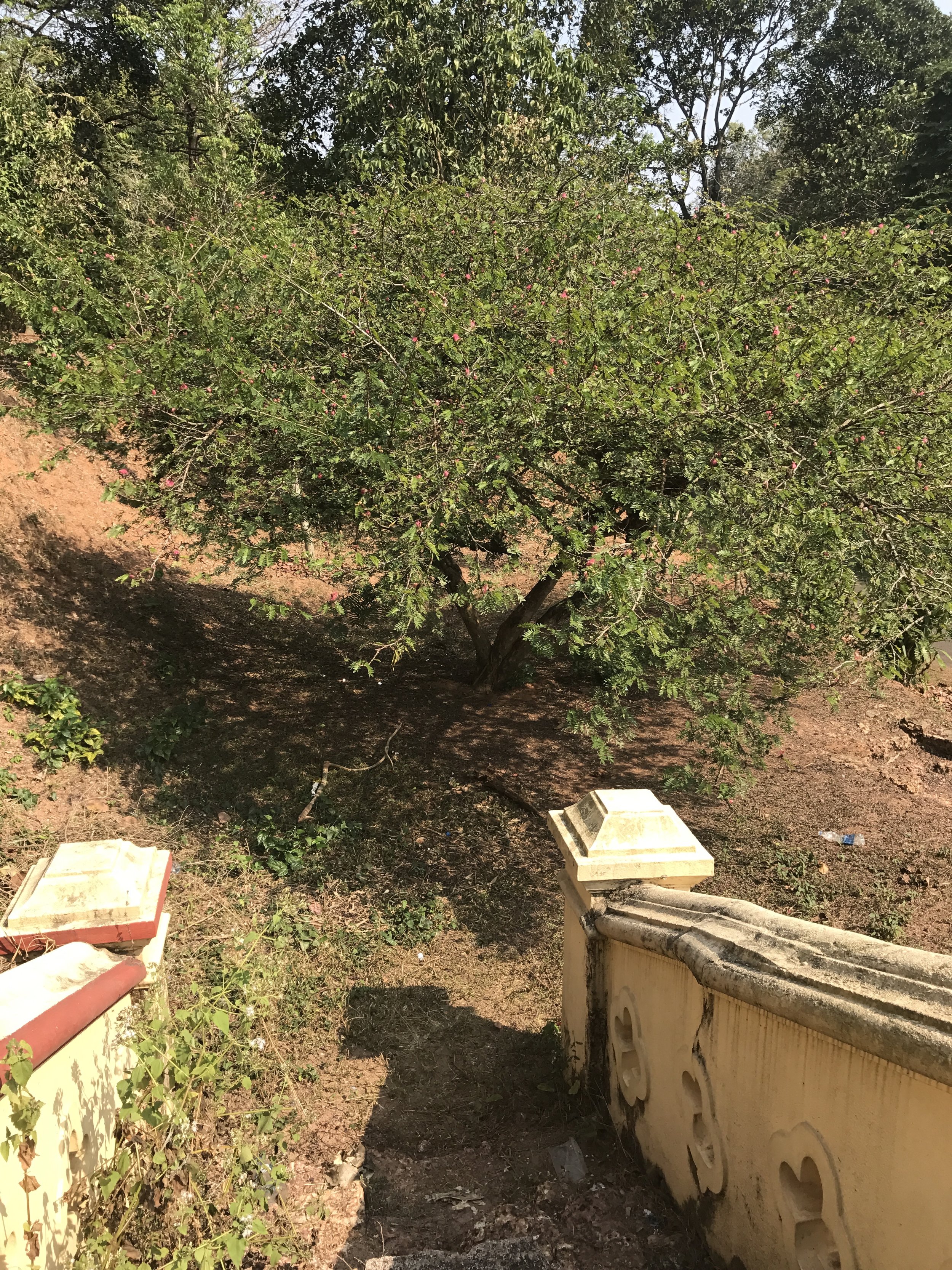 The Stair Leads Into a Tree