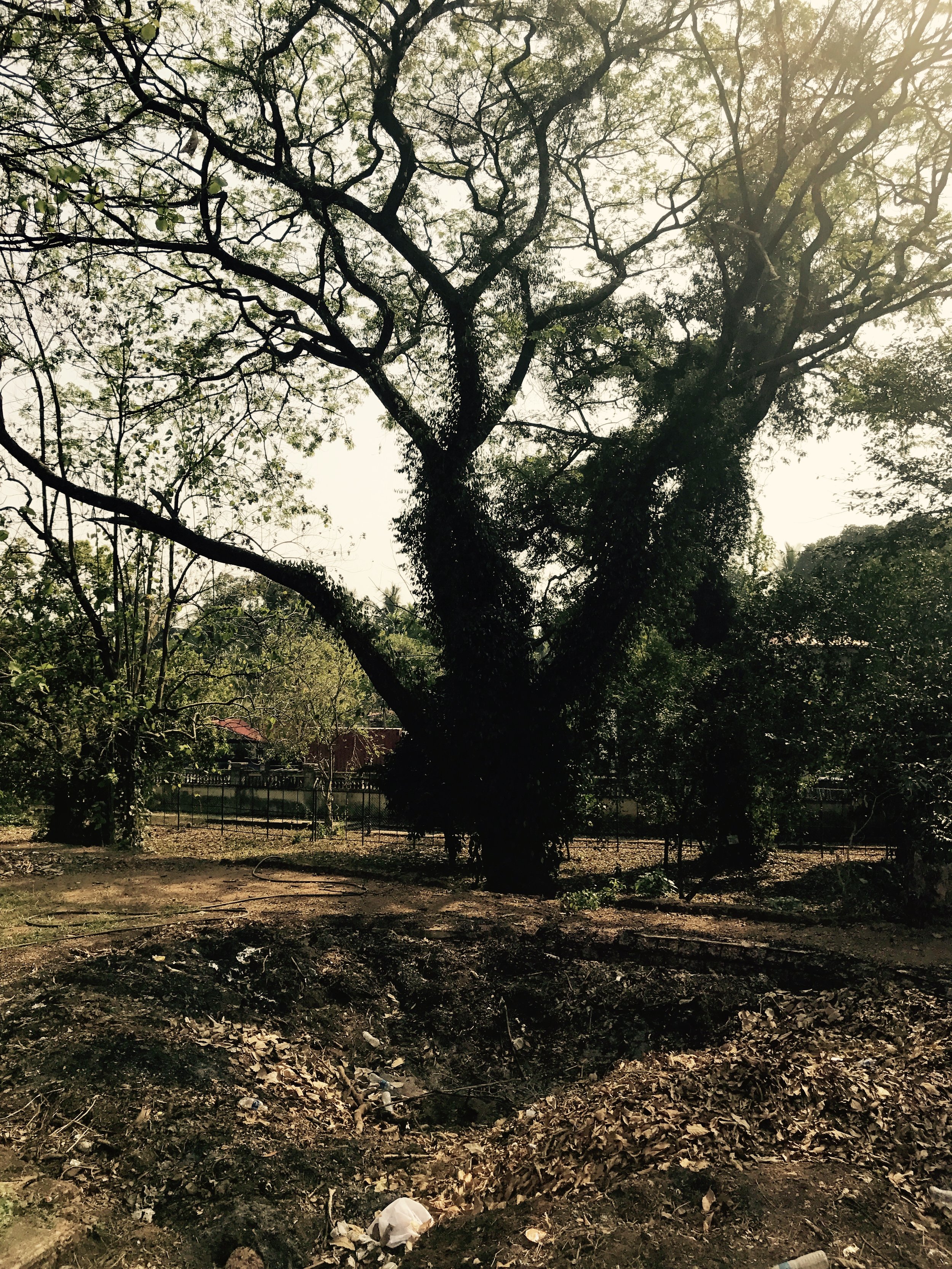 The Gnarly Old Tree