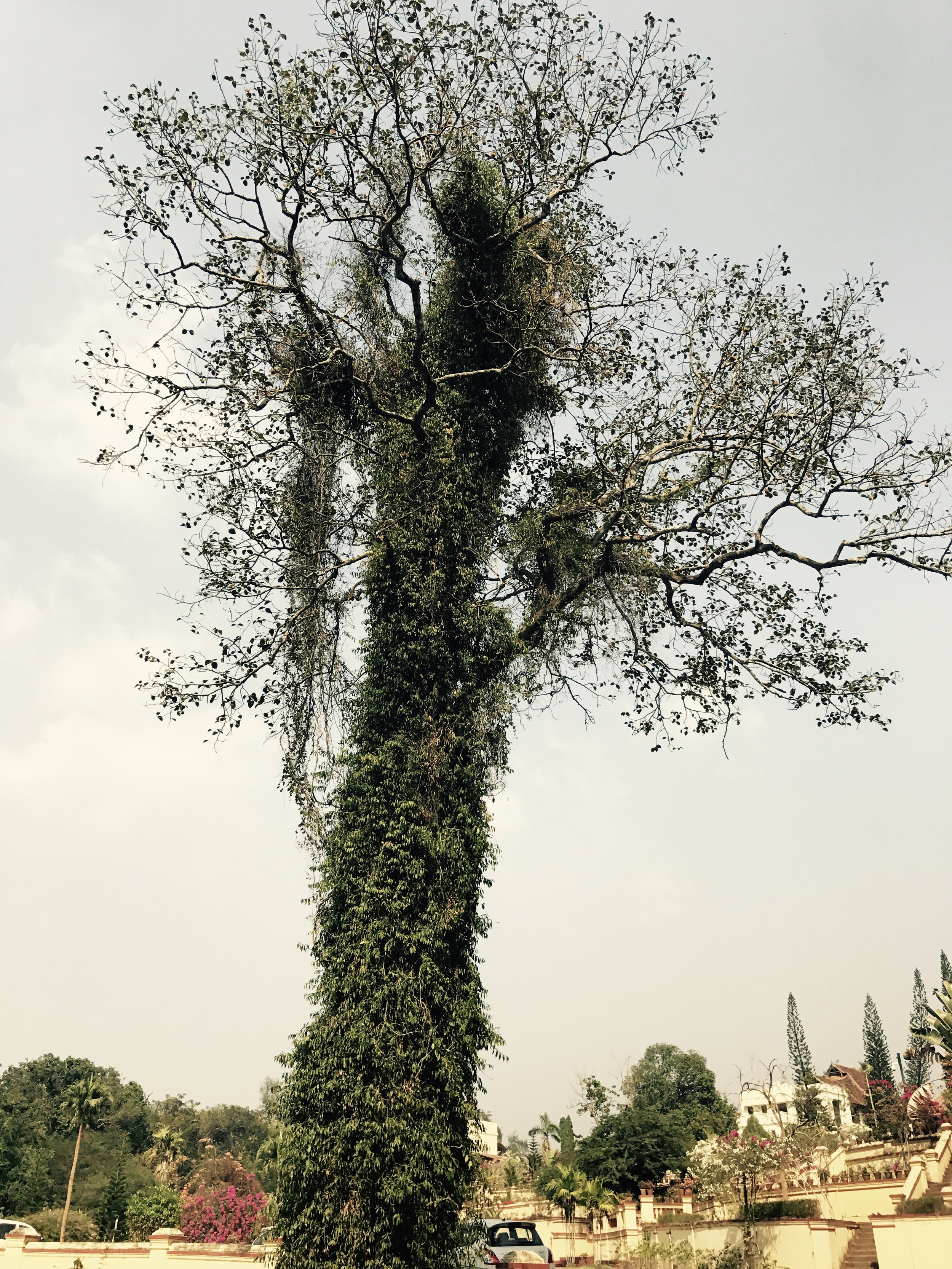 The Tree & The Parasitic Climber