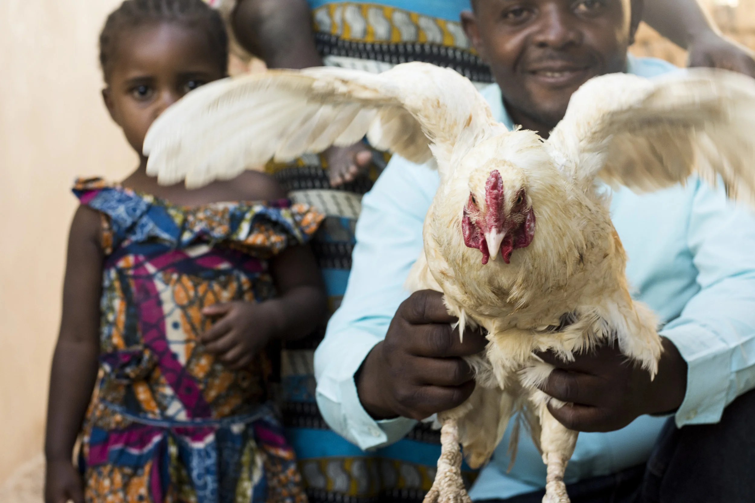 One of Kado's chickens!