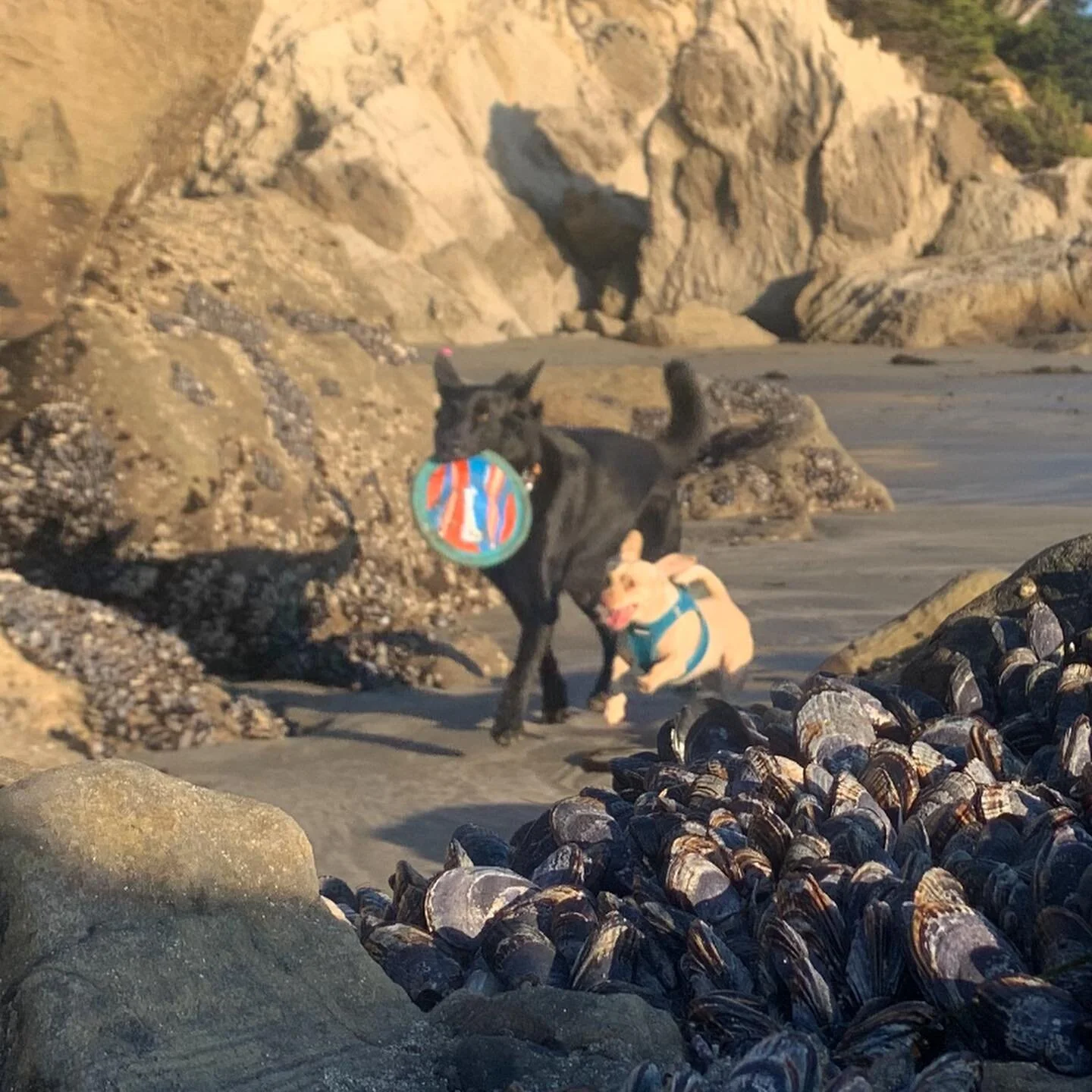 ❤️ B E A UTIFUL Halloween on the beach 🎃 @m2teach