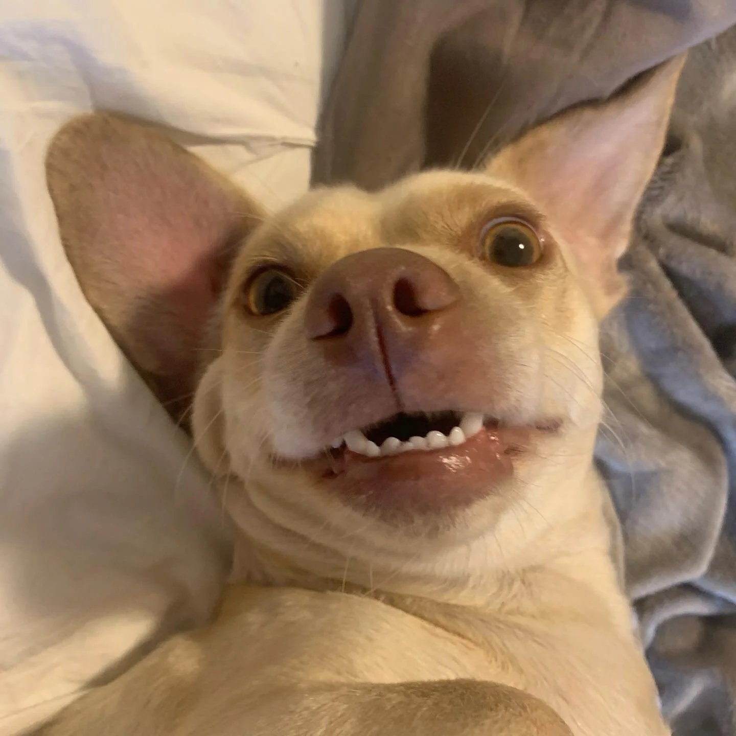 This little potato gremlin... ❤️