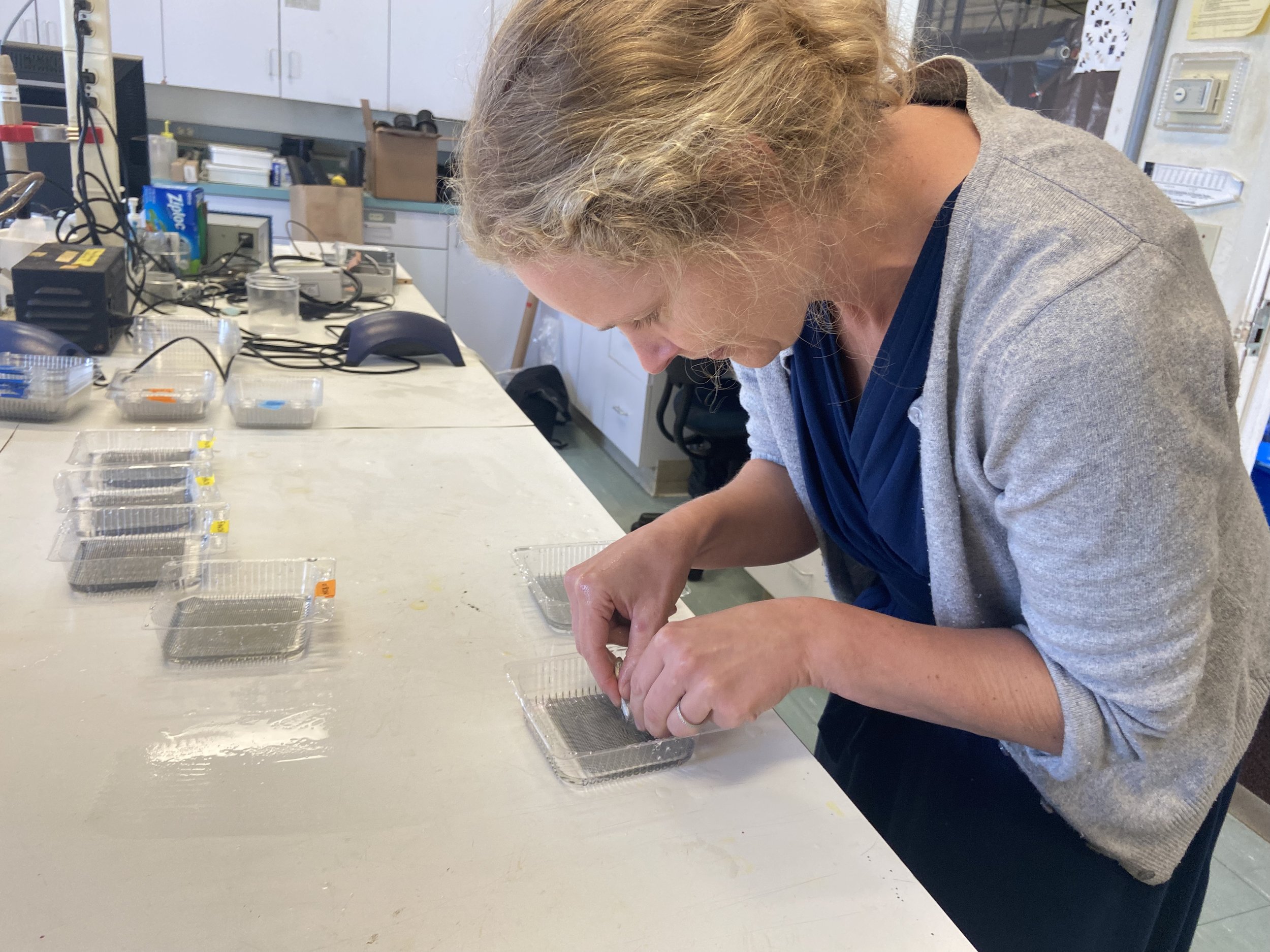  Fertilizing silverside embryos at the Rankin Lab at the University of Connecticut - Avery Point 