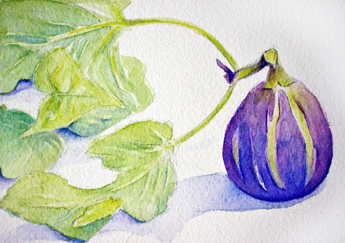 Fig 8 x 10" SOLD