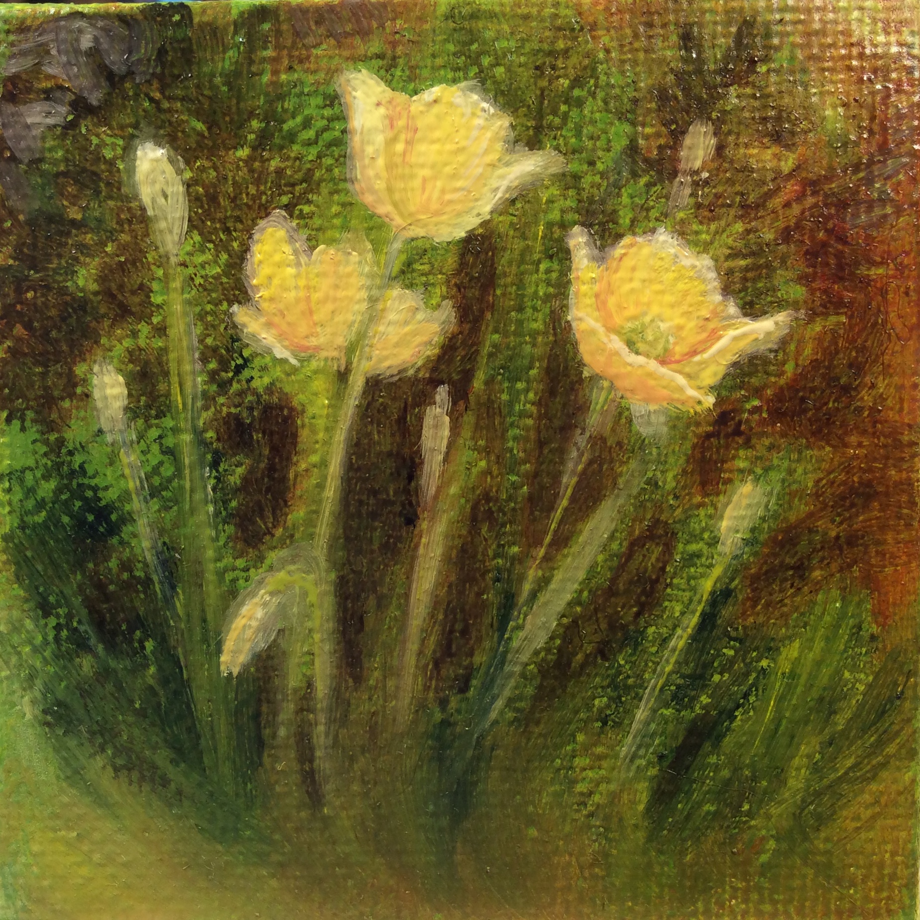 Iceland Poppies - 3 x 3" oil on canvas - SOLD