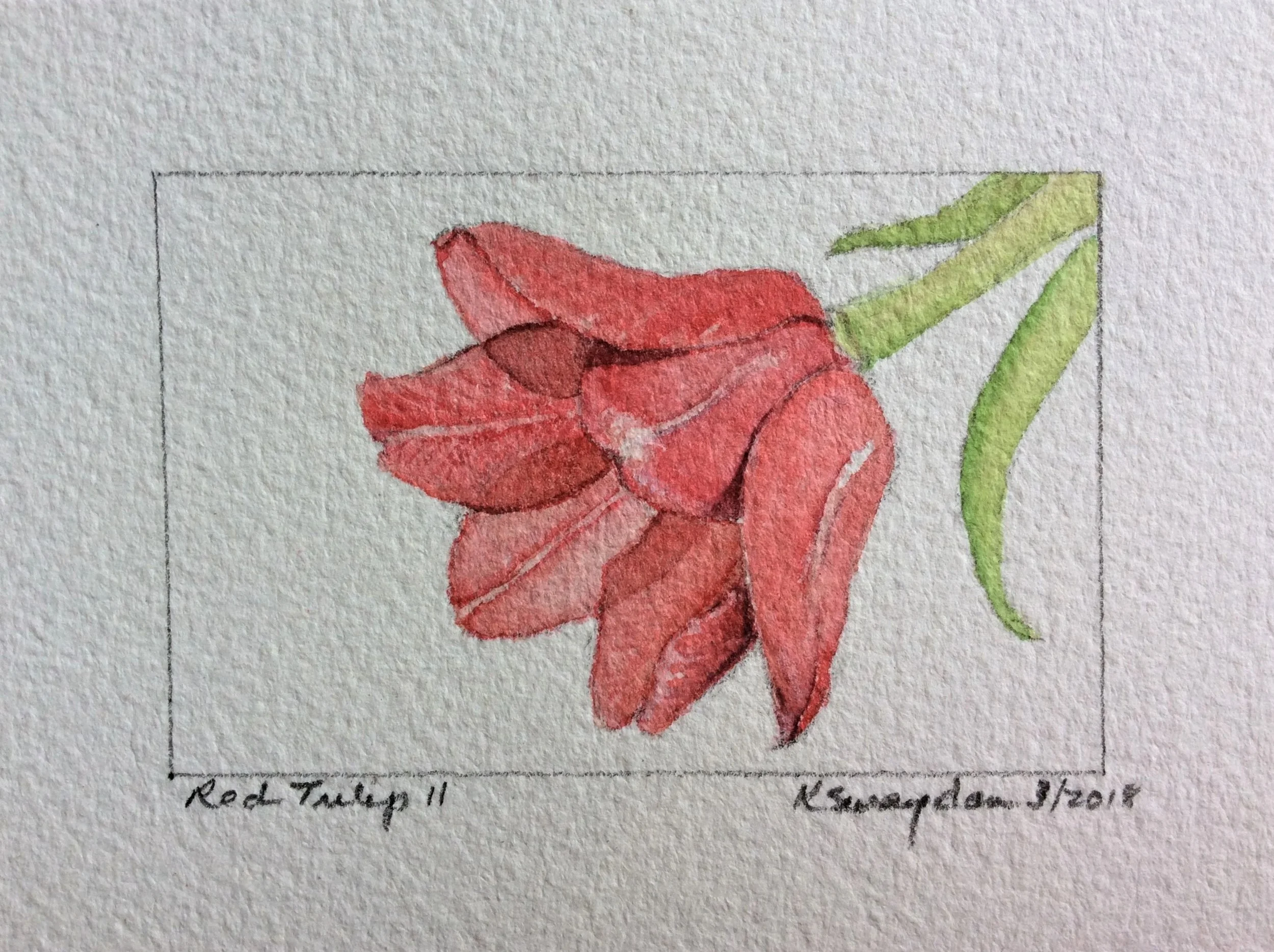 RedTulip - 2.5 x 3.5"