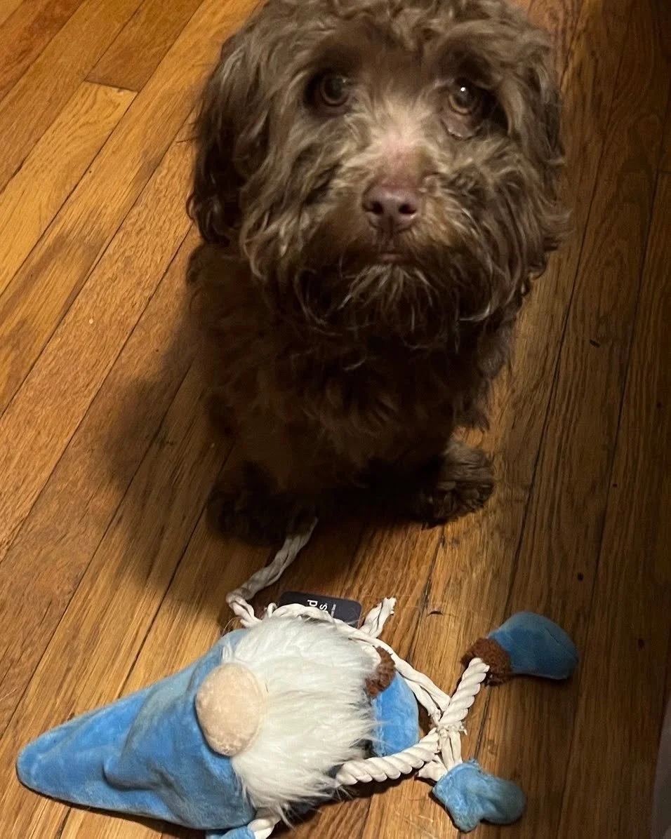 Larry Shaggy Monkey got a hair cut. More grooming to come. I fear nobody is looking fir him and he will not be claimed. Ill find him a great home&hellip;