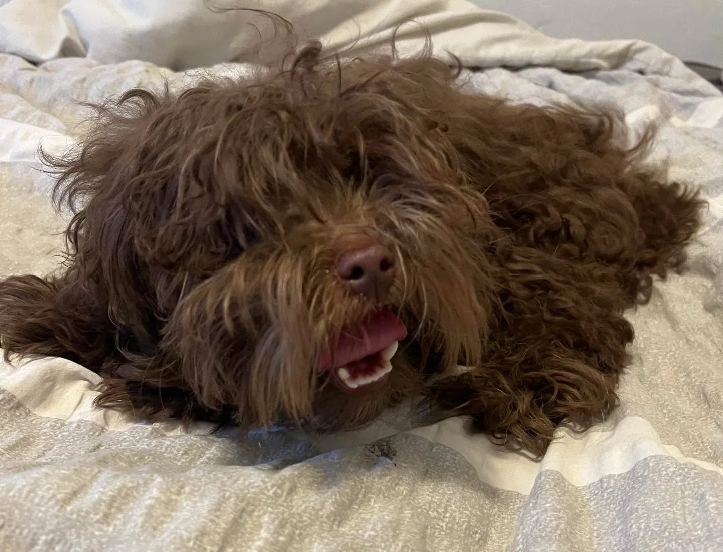 Found this dog on 700 block of N Formosa ave. LA 90046 Today at noon. No collar or chip. Does anyone know this dog?