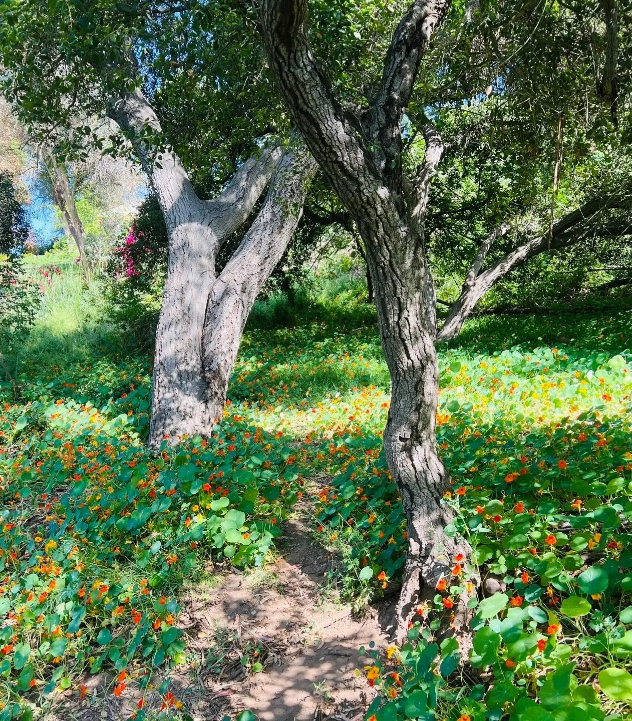 One tree says to the other, poppies are in bloom. The other tree replies, I love this time of year&hellip;