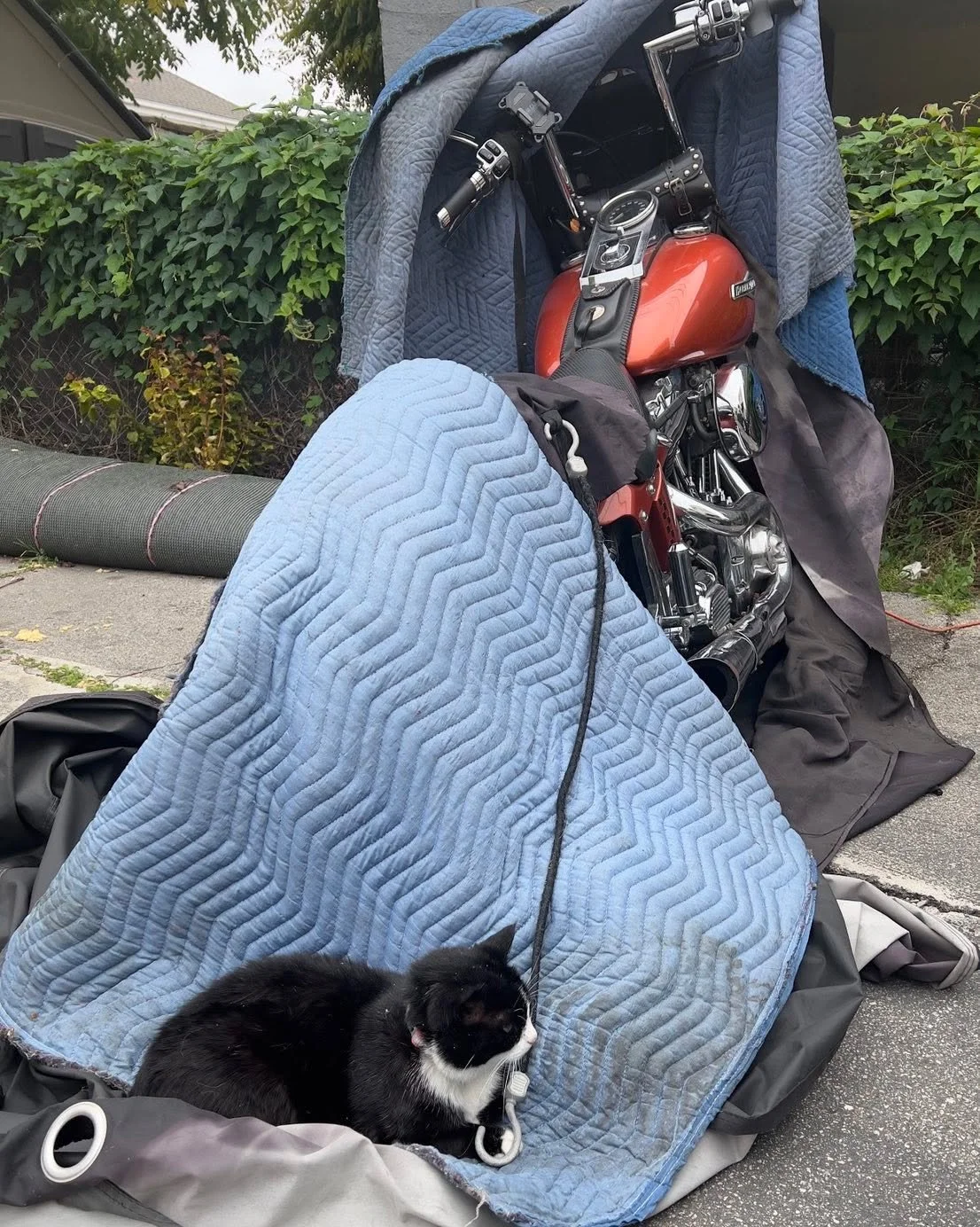 My nieghbor&rsquo;s cat T-Moe is at it again. T-Moe!