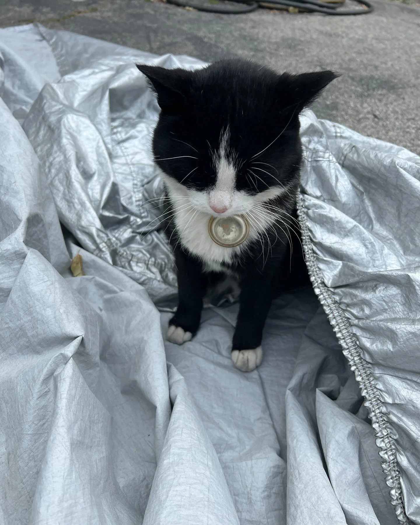 Ok , went out to my car the other morning and my car cover was blown off my ride laying on the ground. But, was wind really at fault or was T-Moe, my nieghbor&rsquo;s cat, who I found rolled up in it the c-cover the culpret? T-Moe!