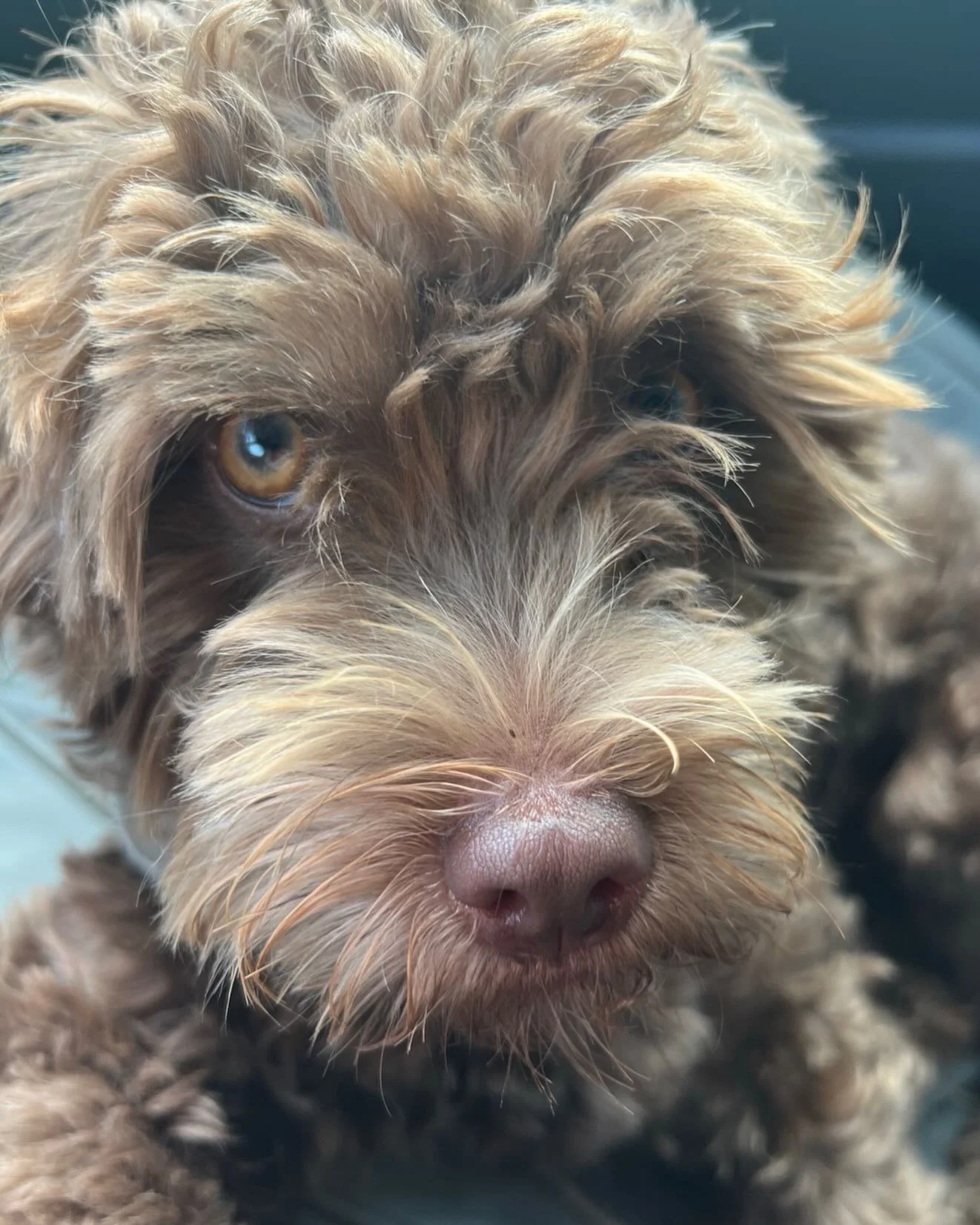 They call me LSM (Larry Shaggy Monkey) Im 12 lbs of angel cool and my devilish charm is a force of nature. Happy New Year everyone! it&rsquo;s great to be alive&hellip;. Woof!