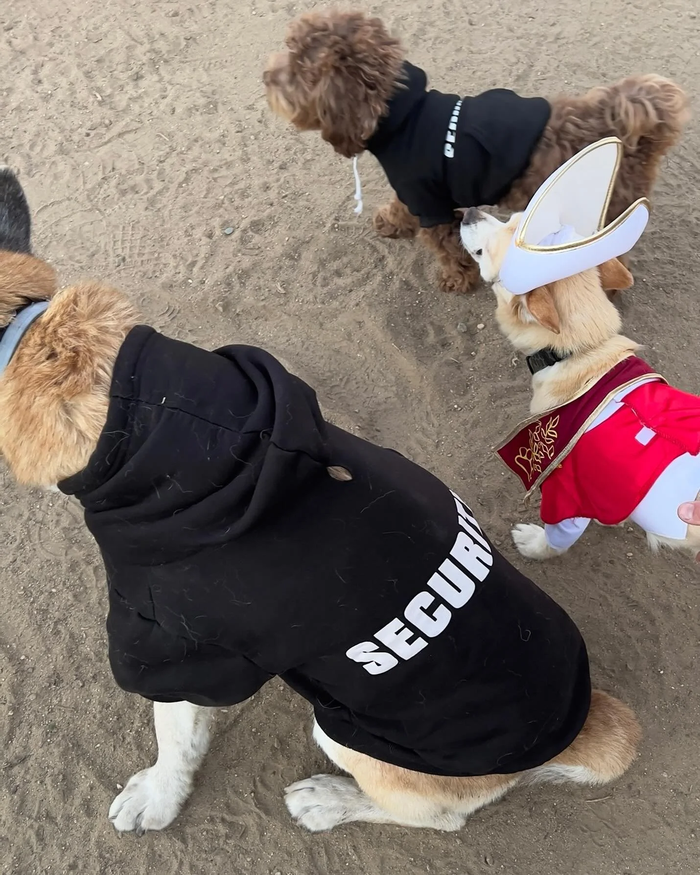 Pope Leo and his security team Blue and his apprentice LSM