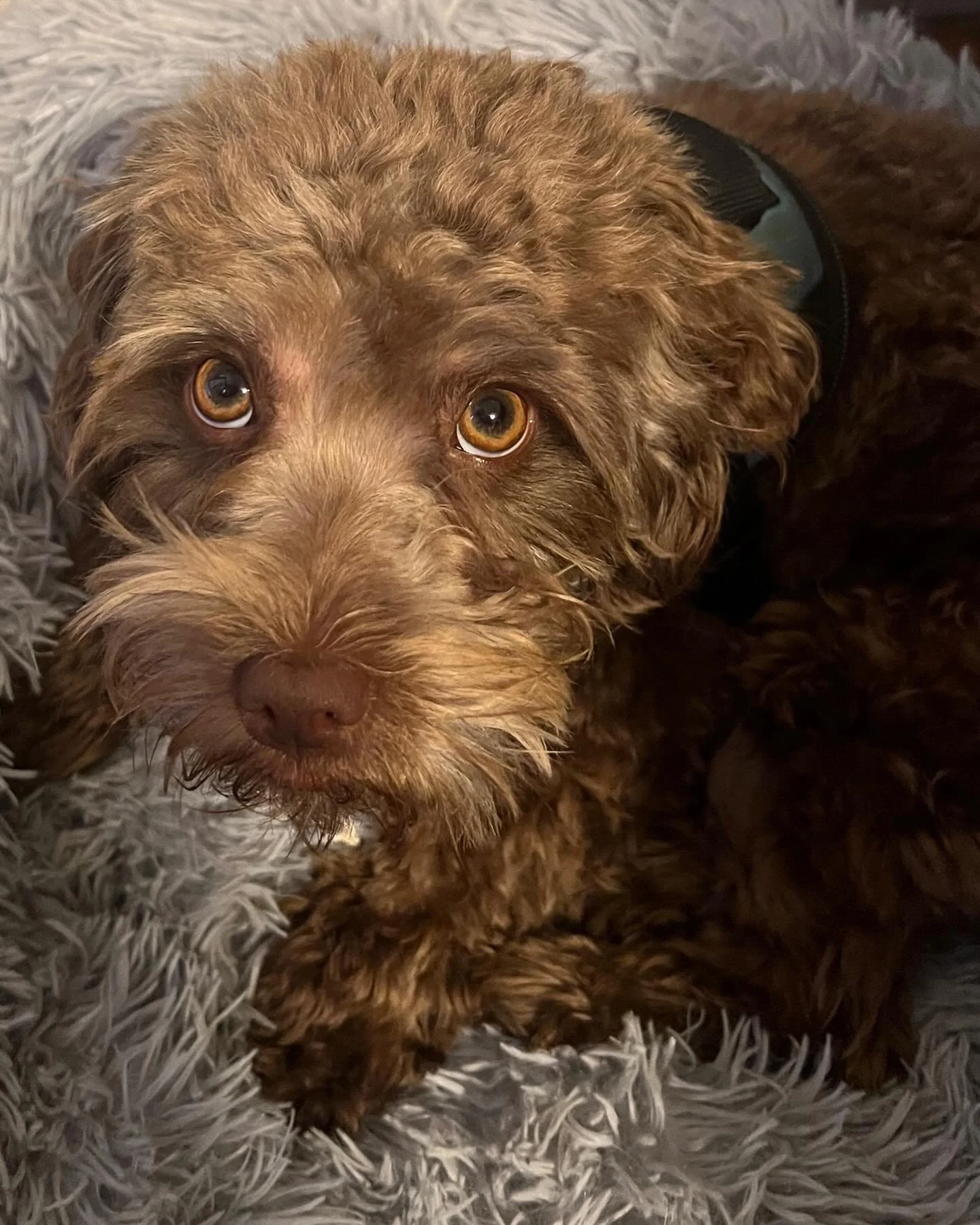 Formosa Larry aka L Shaggy Monkey got a hair cut.