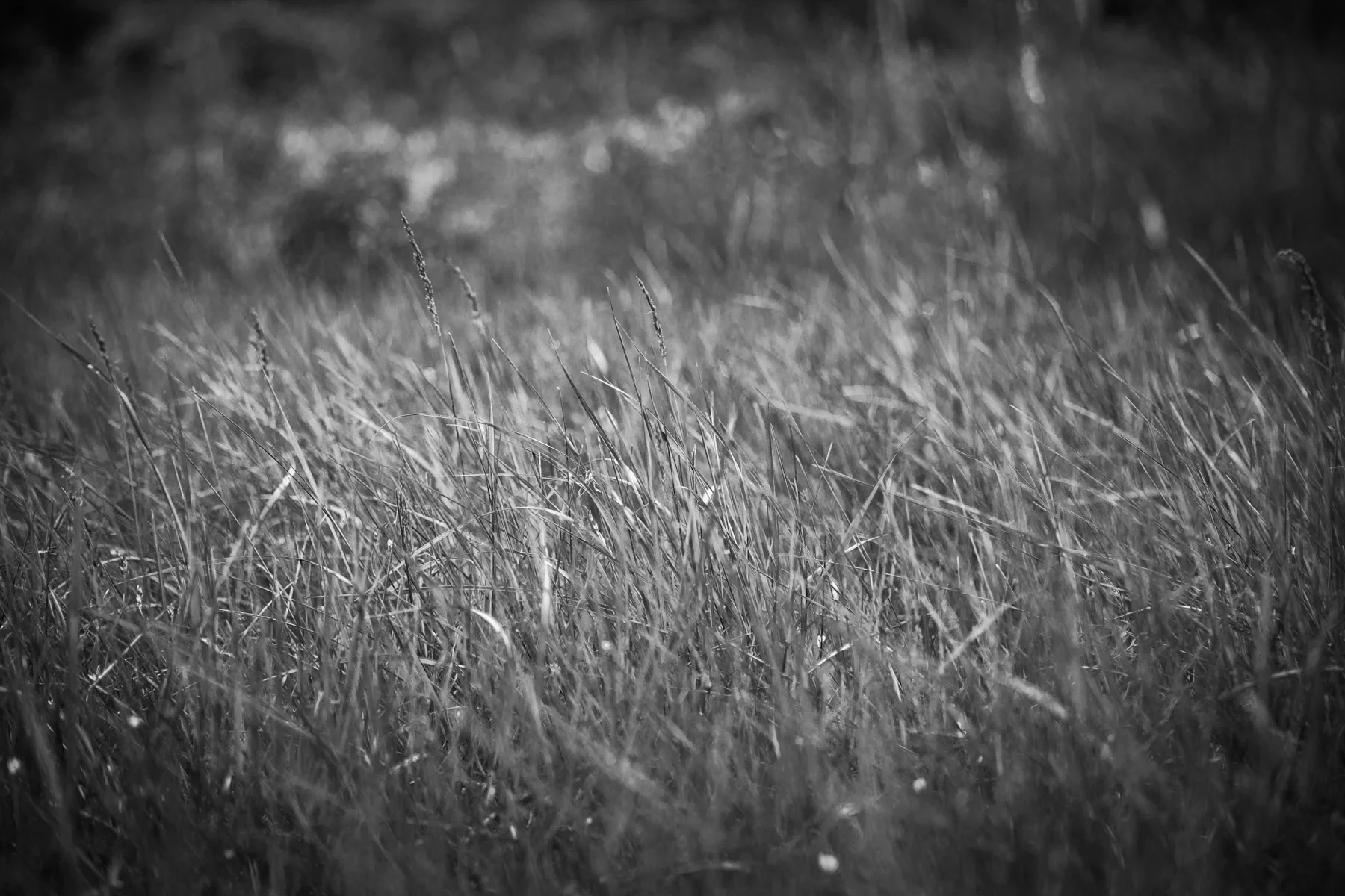 DSC_2109_grass-forwebsite-72dpi.jpg